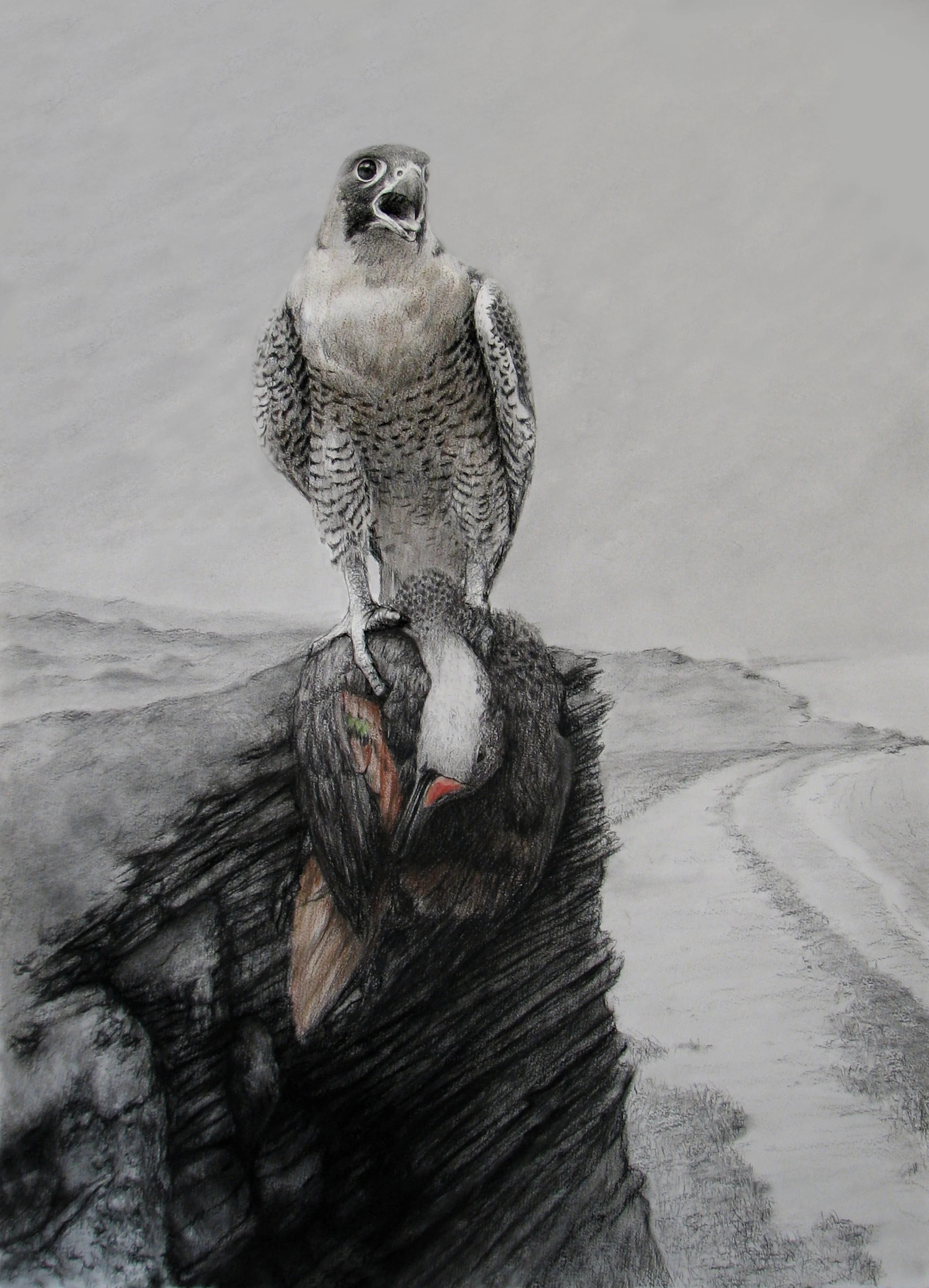 Peruvian Peregrine
