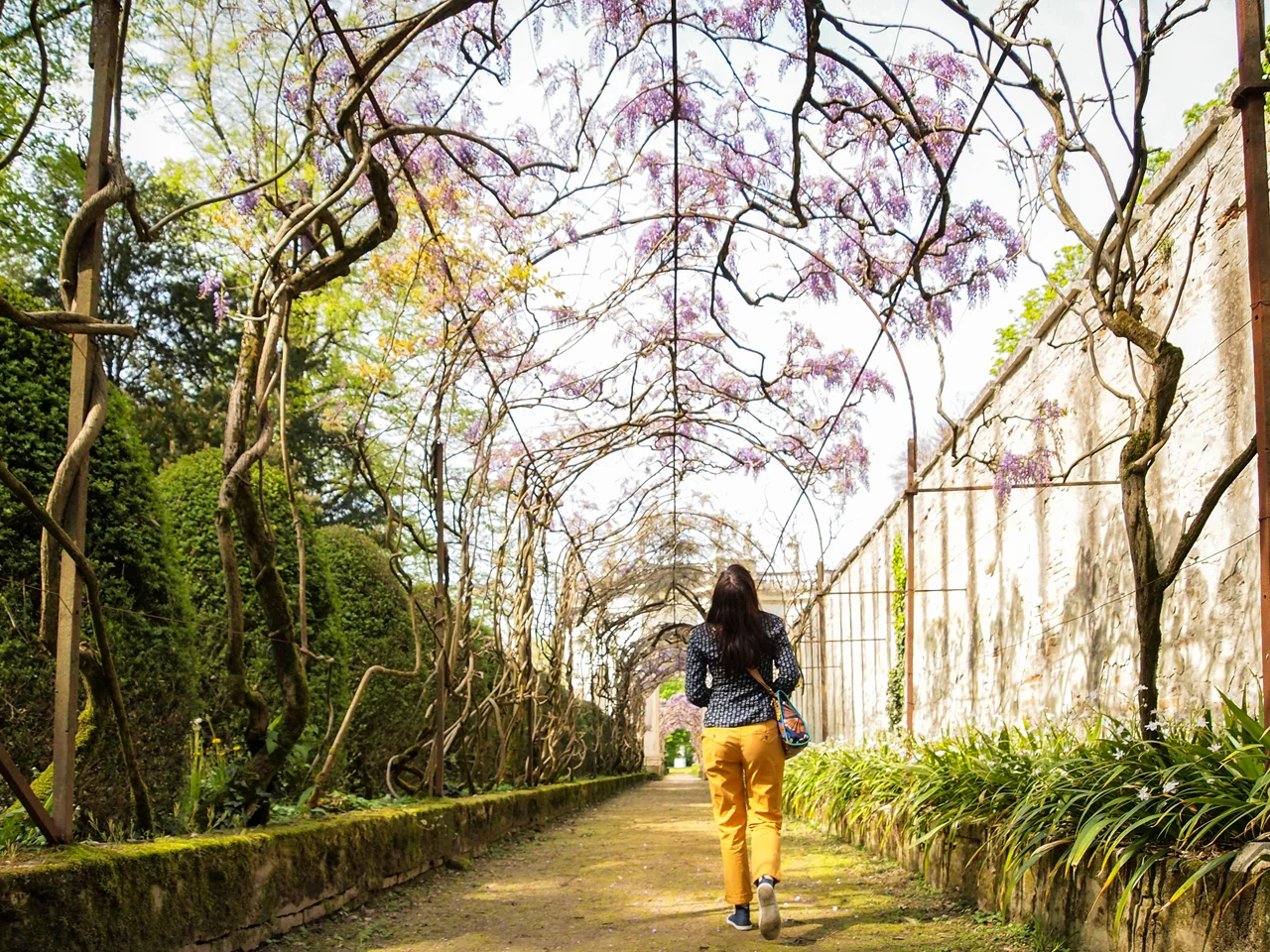 Admiring the wisteria-passage
