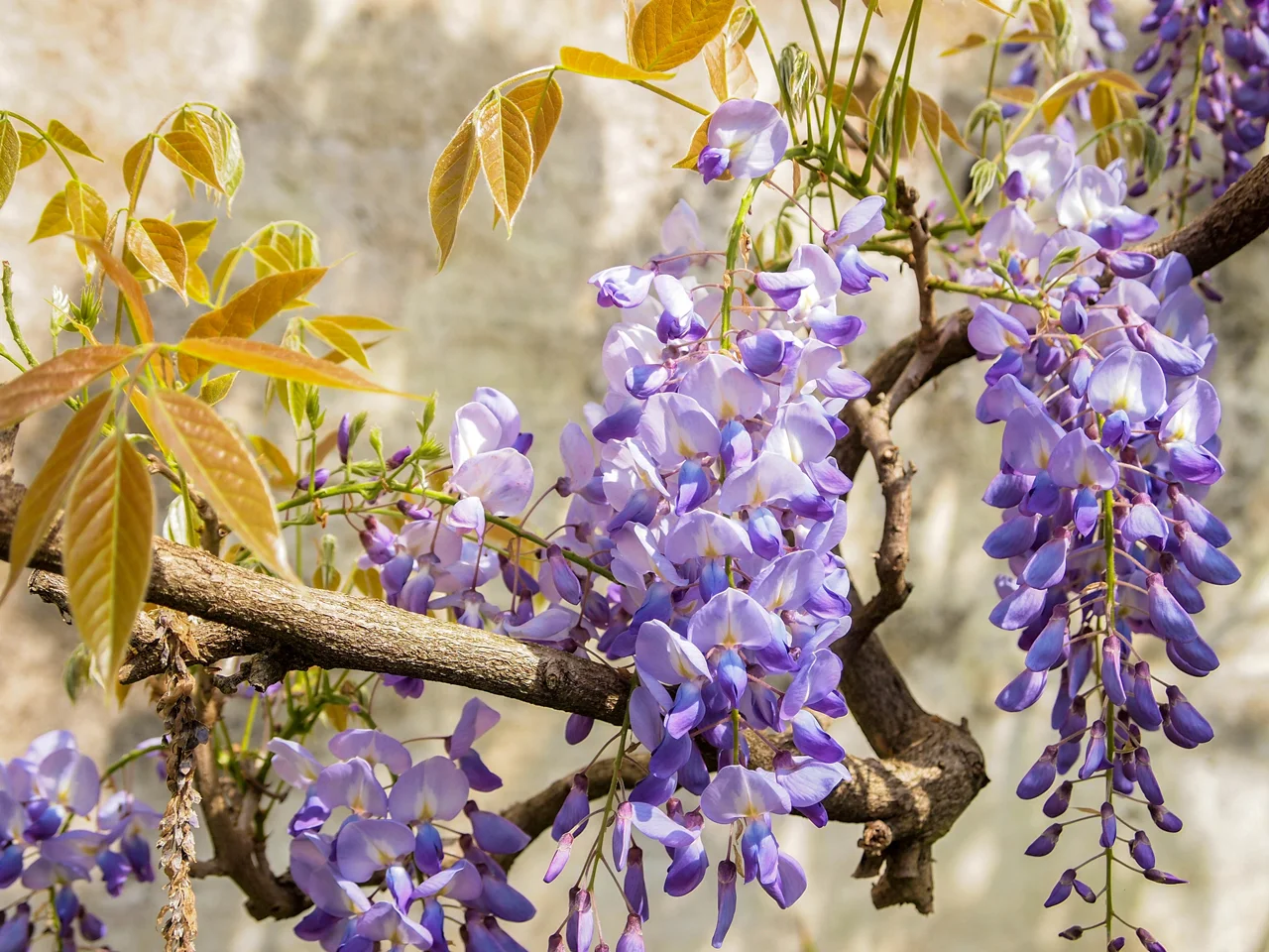 Lovely lilac flowers