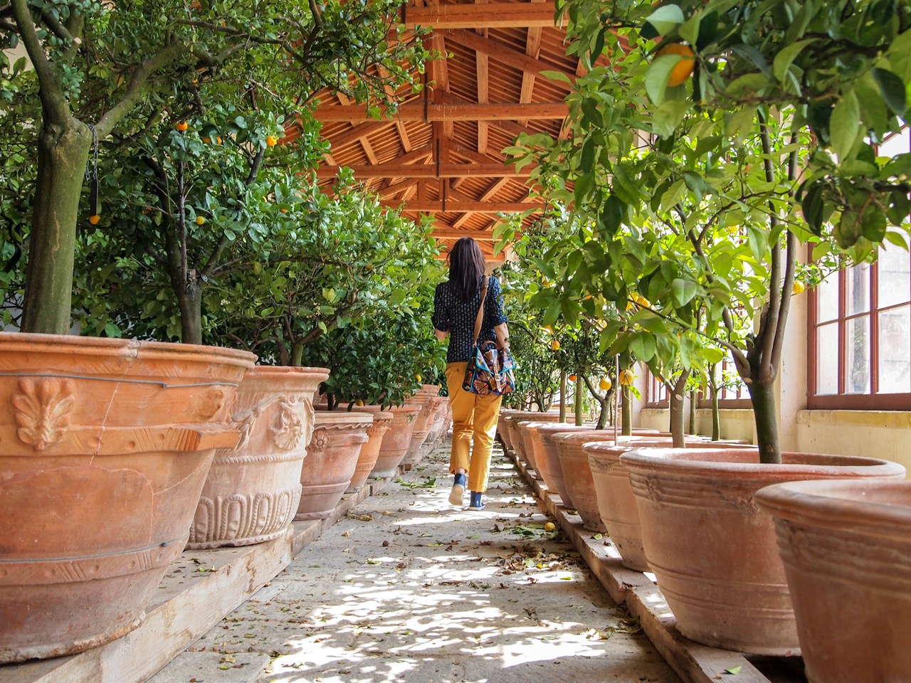 Enjoying the most beautiful scent of Limonaia in Villa Pisani