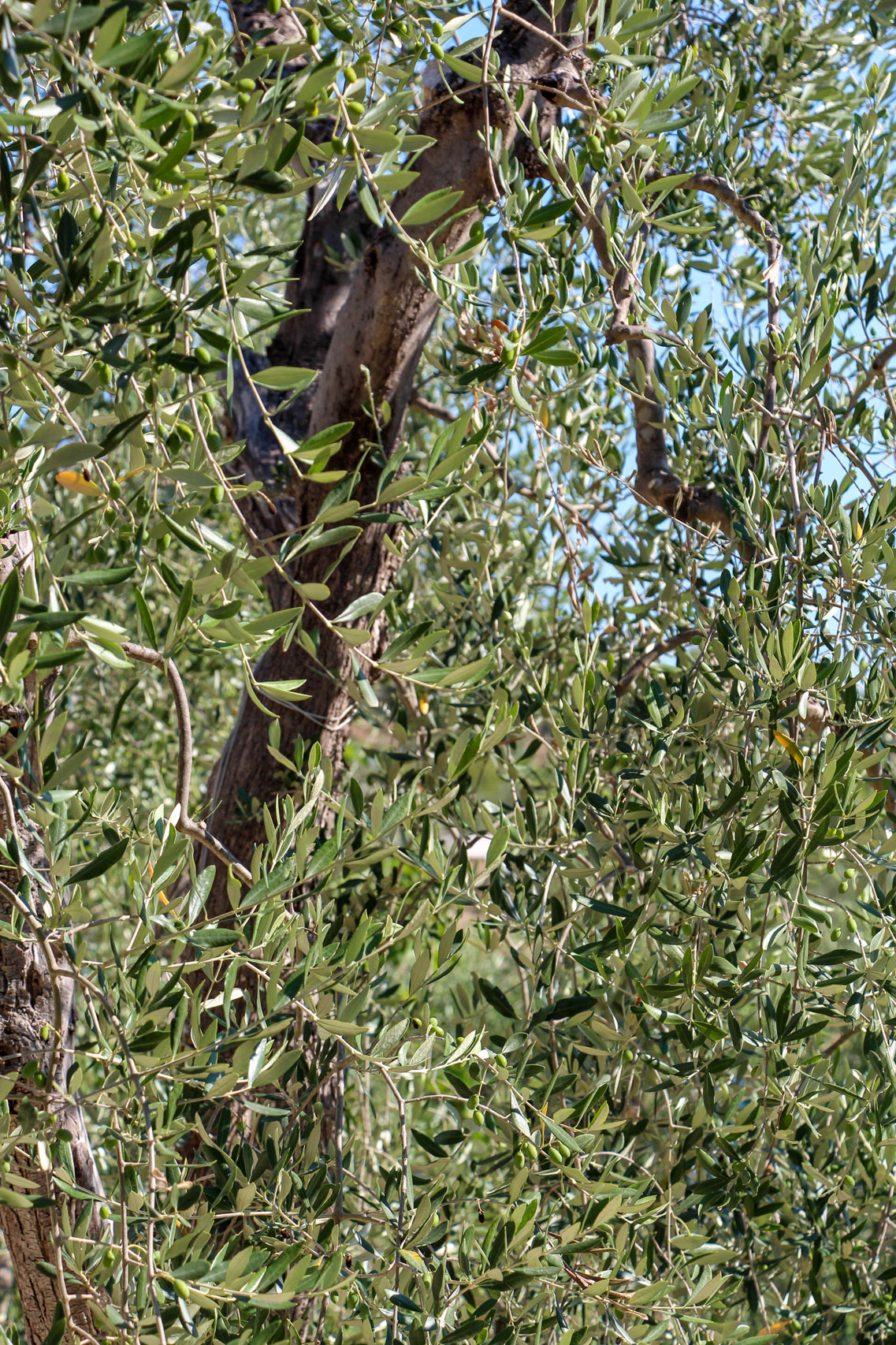 Olive trees on Gargano peninsula, Italy