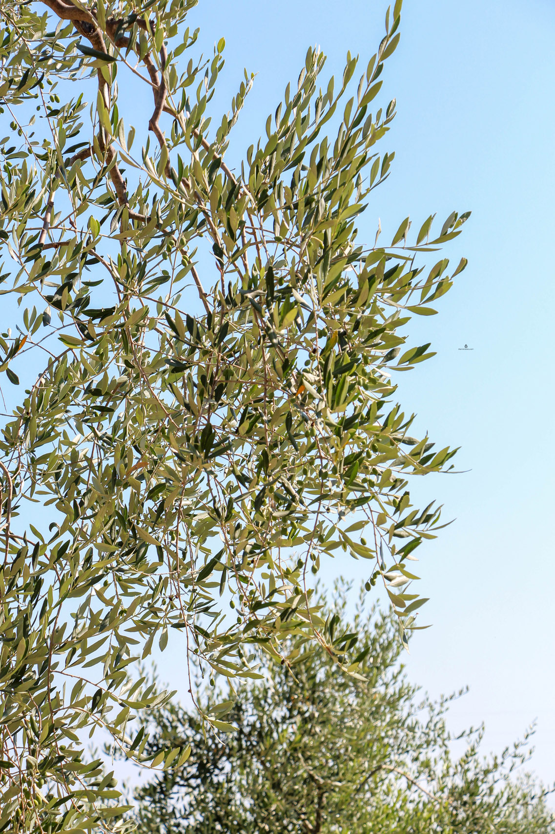 Olive leaves near Vieste, Italy