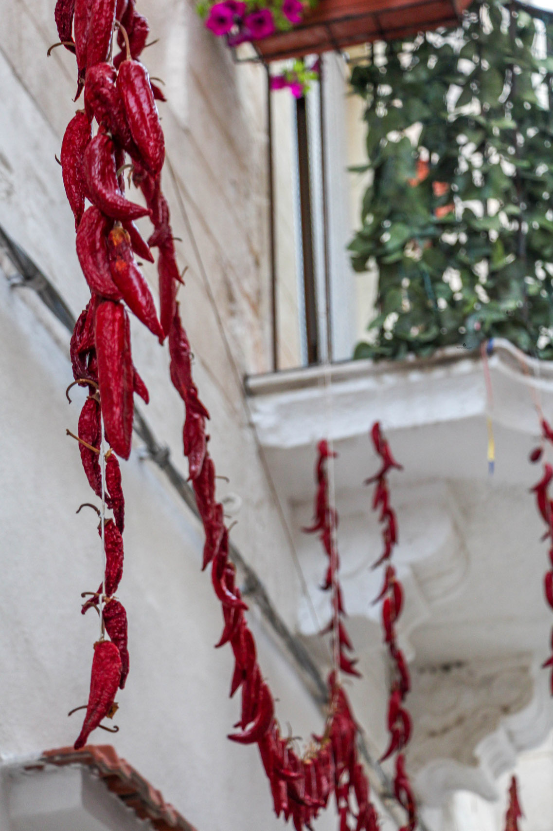 Peppers left to dry in Vieste, Italy