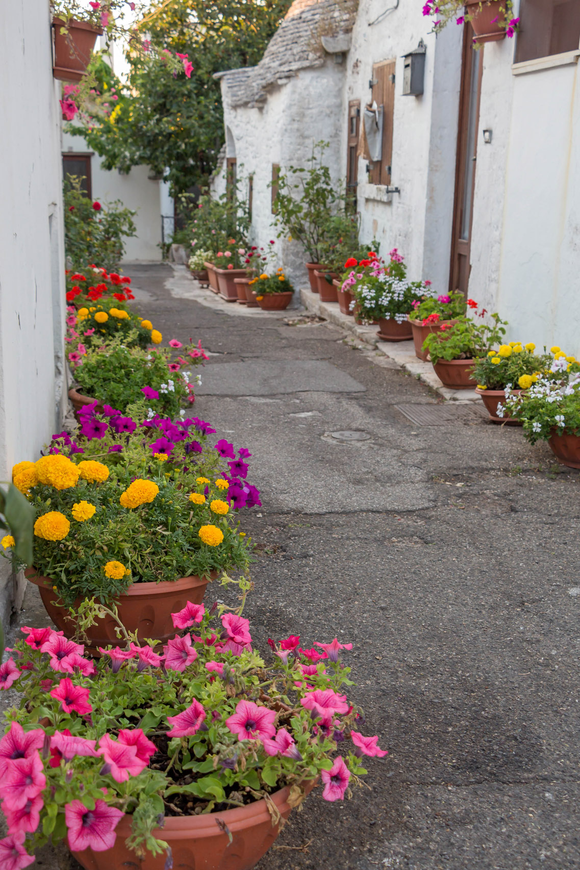 A flowery street in Alberobello