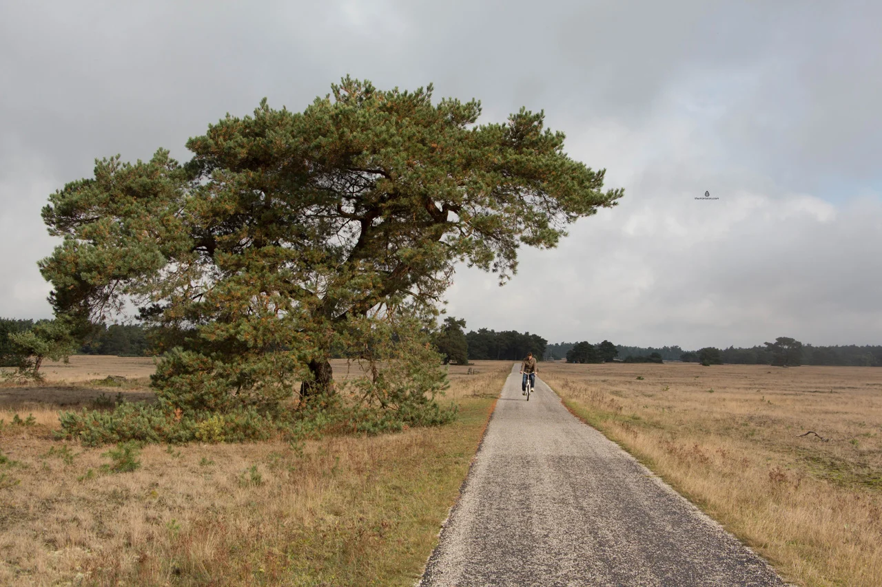 Beautiful landscapes De Hoge Veluwe National Park — The Mint Story