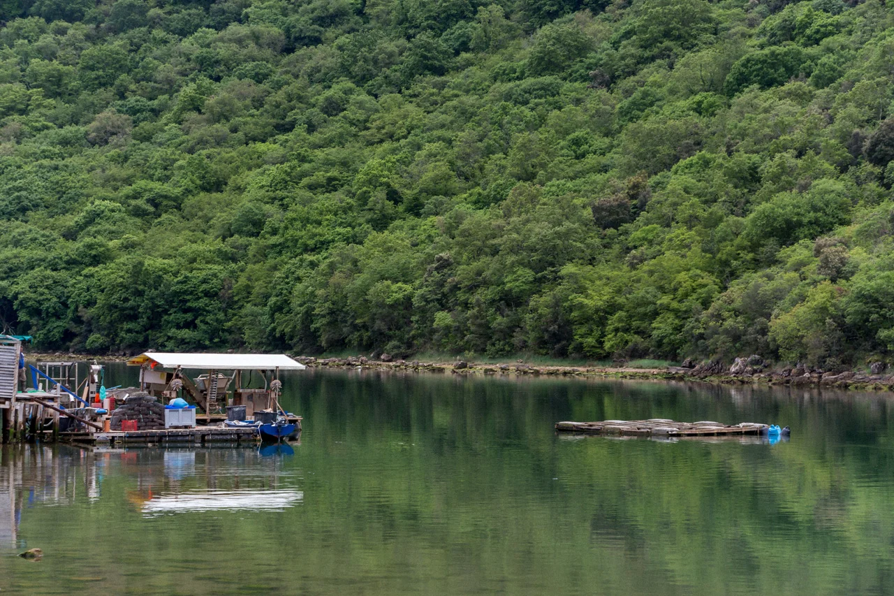 Limski-zaljev