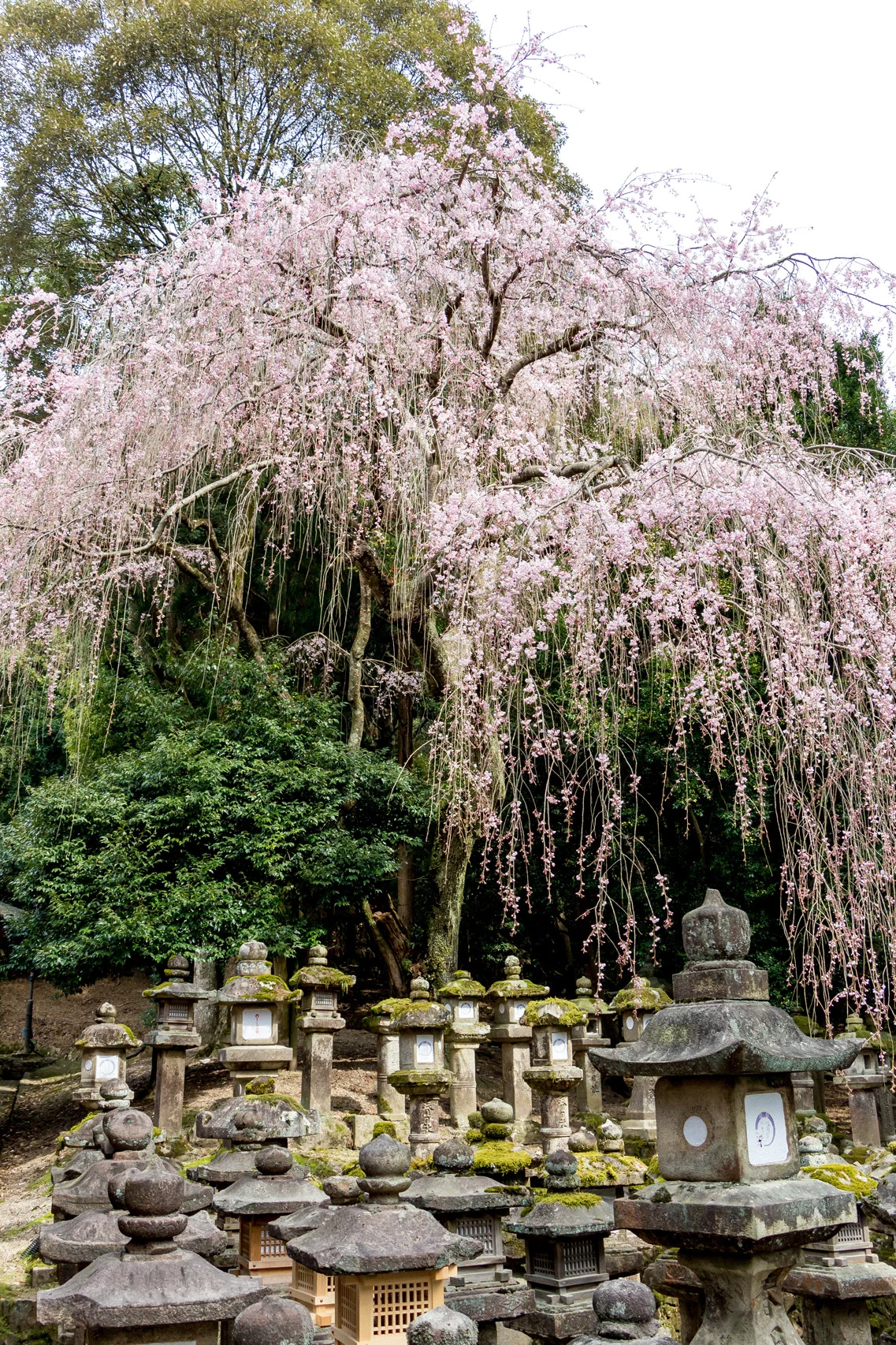 Kasuga-Taisha-cherry-blossom