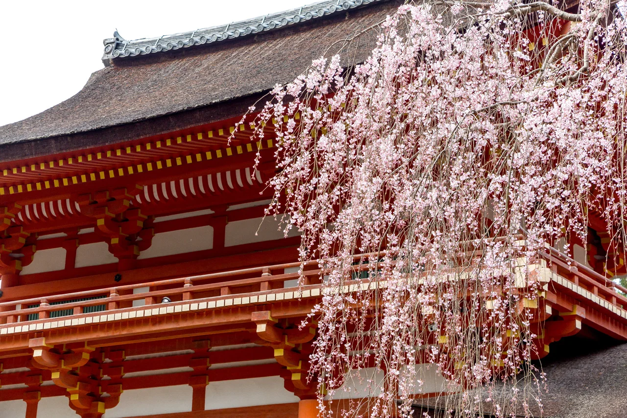 Nara-cherry-blossoms