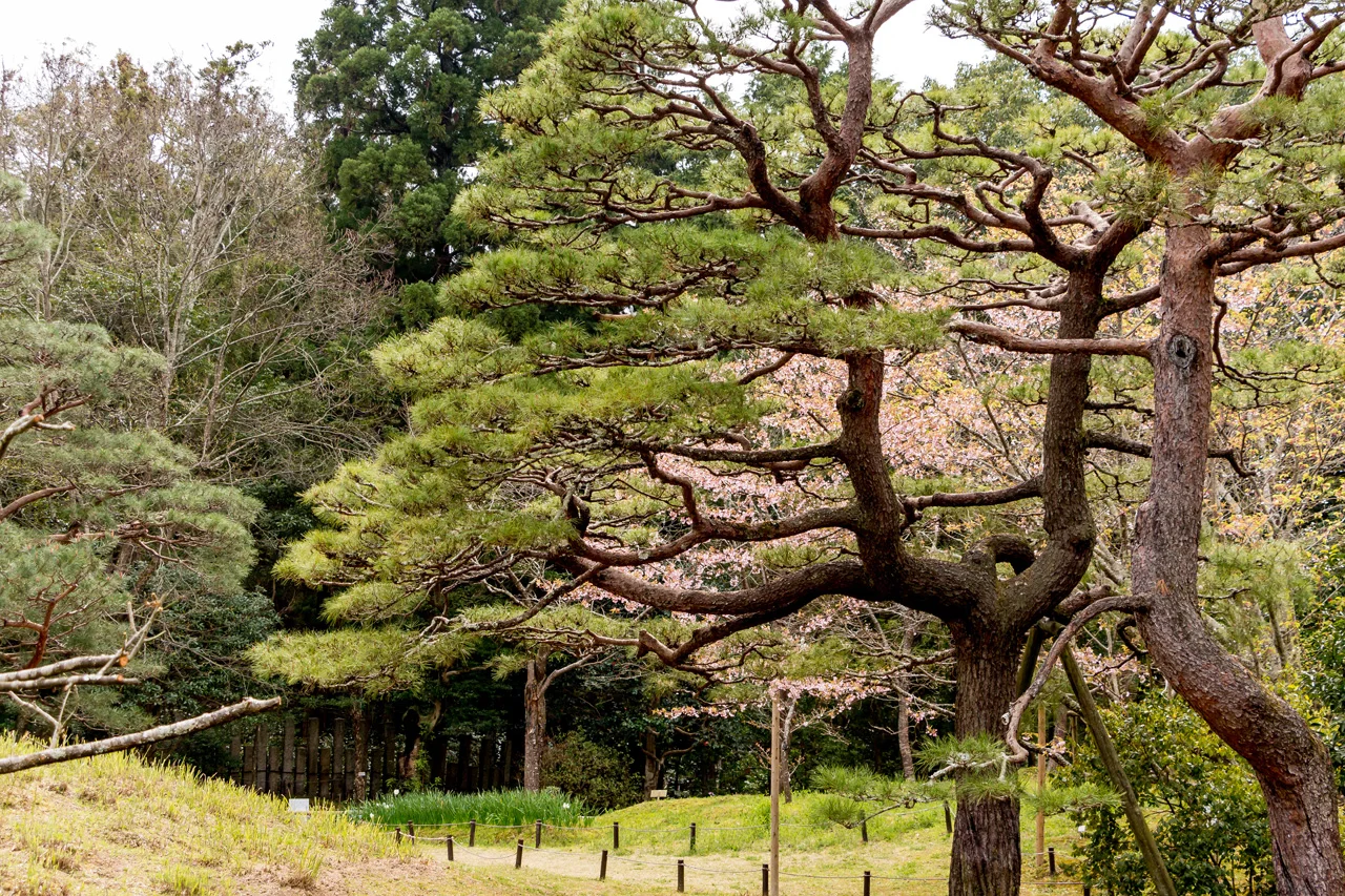 Manyo-garden-Nara