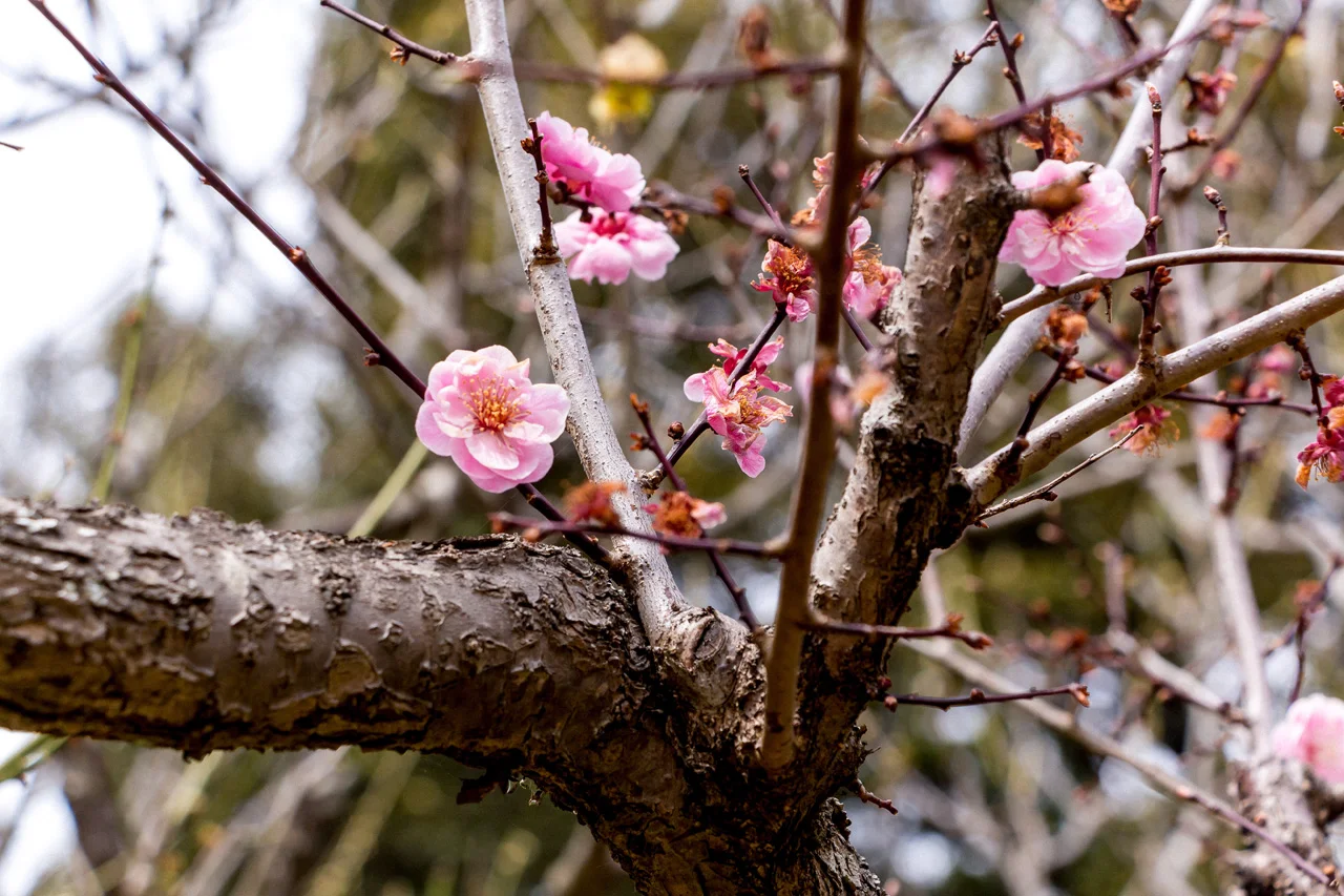 Nara-Manyo-flowers