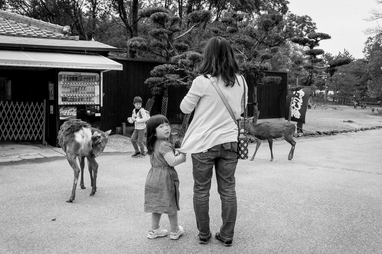 Deer-in-Nara