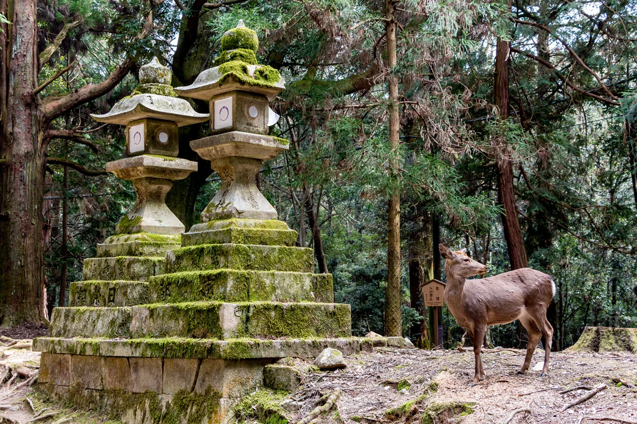 Kasuga-Taisha-shrine-Nara