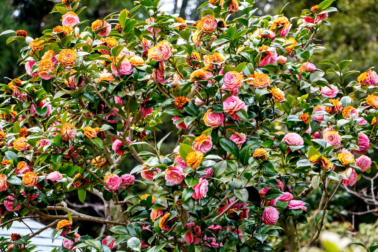 Camellias