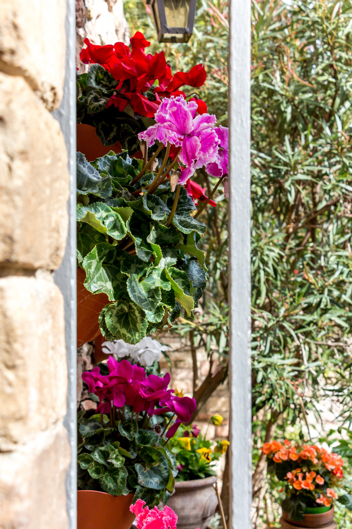 Flowery courtyard in Assisi, Umbria