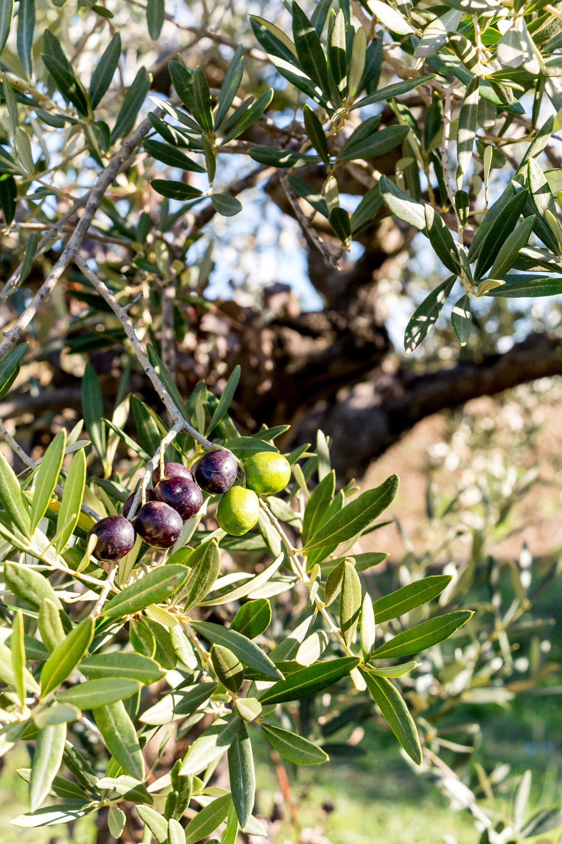 Olives, Umbria