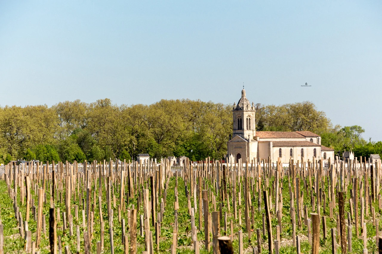 Vineyards in Medoc