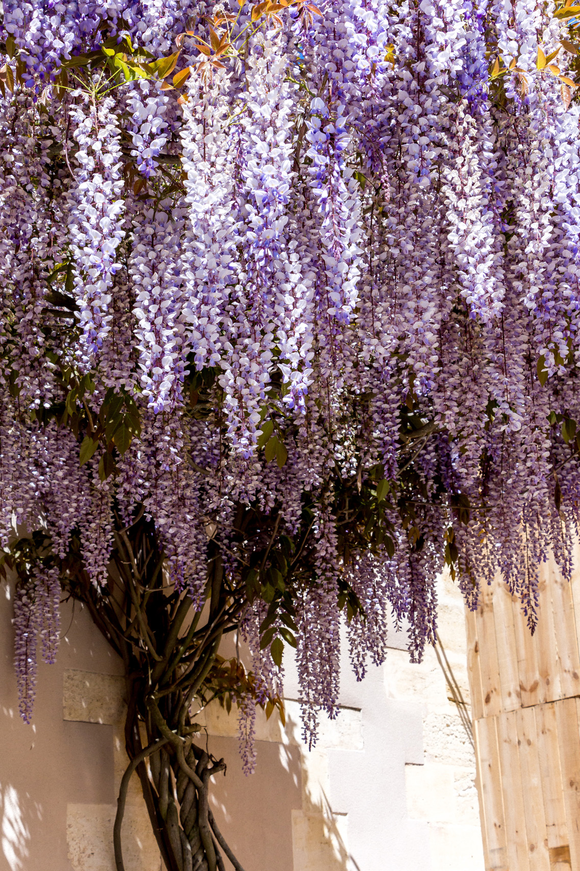 Wisteria blossoms in Medoc