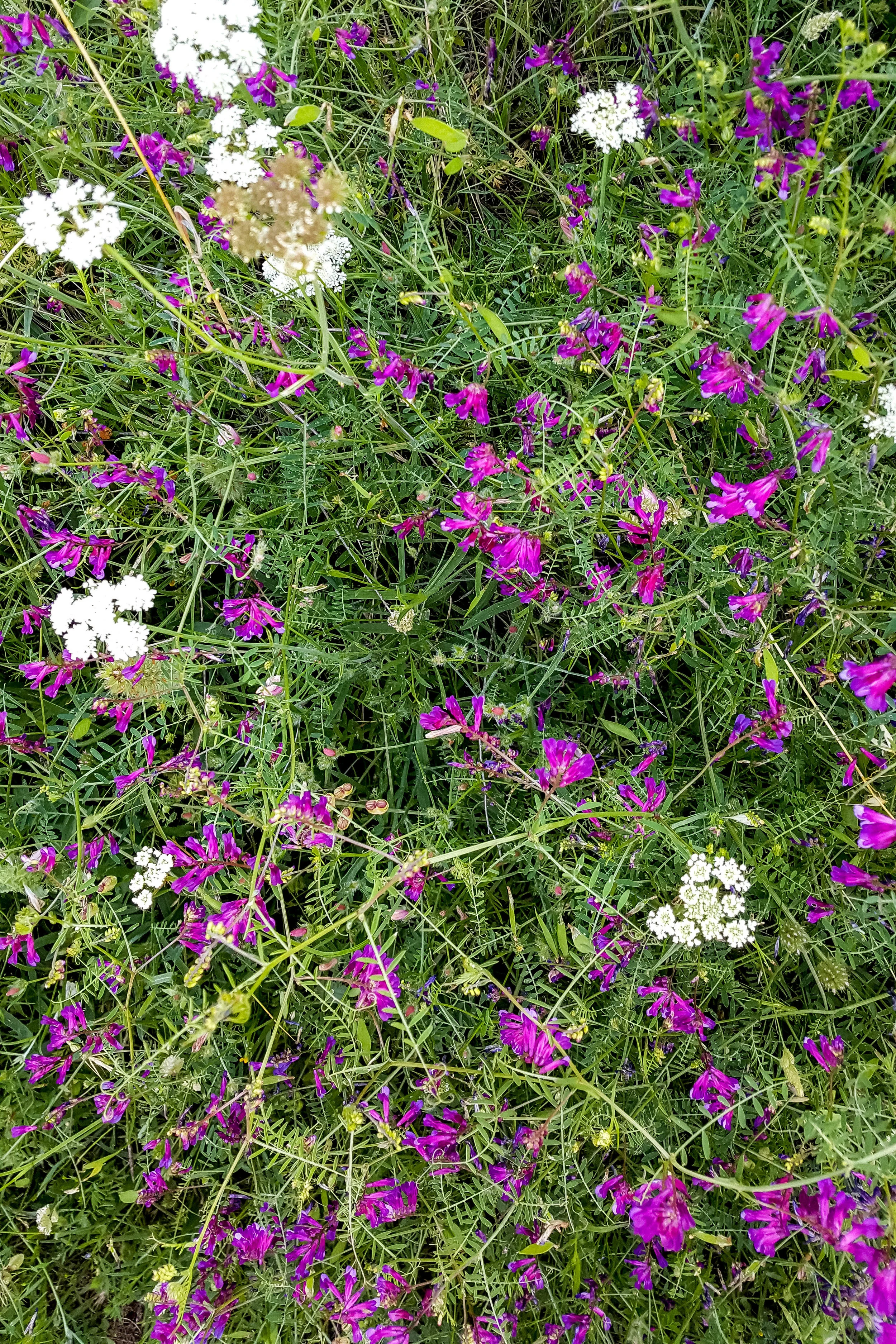 Spring flowers in Istria