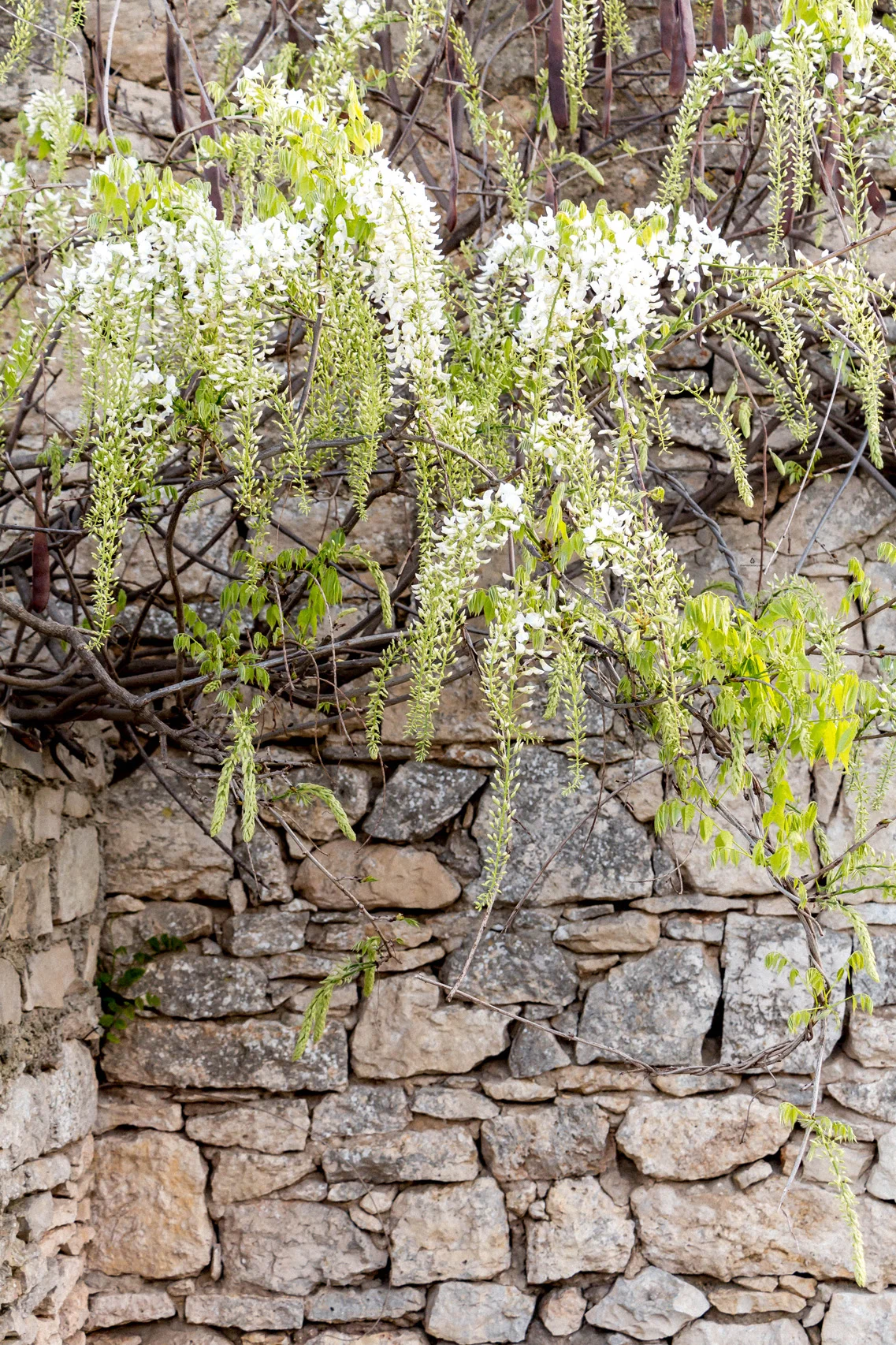 White wisteria blossoms, Istria