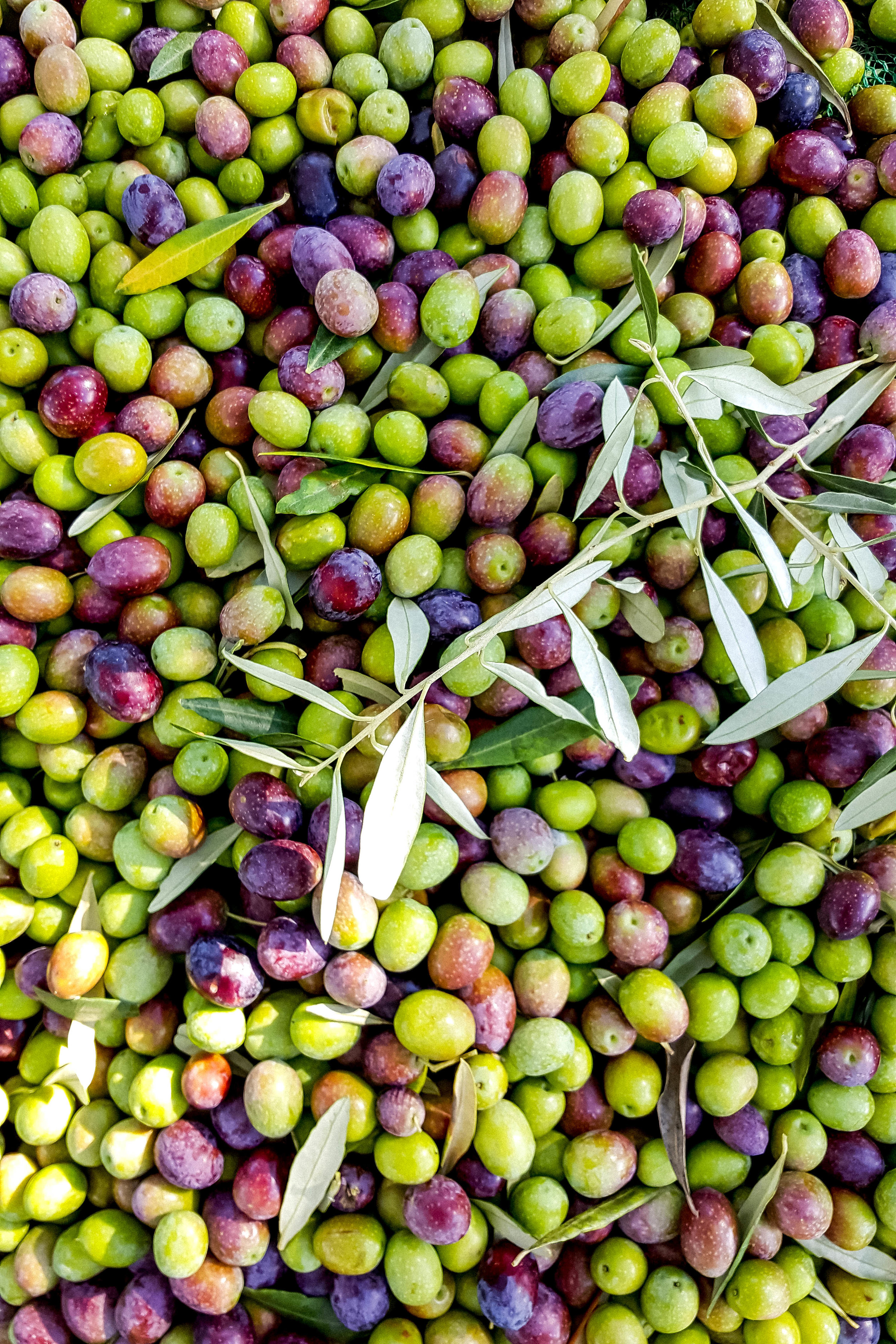 Olive harvest in Istria