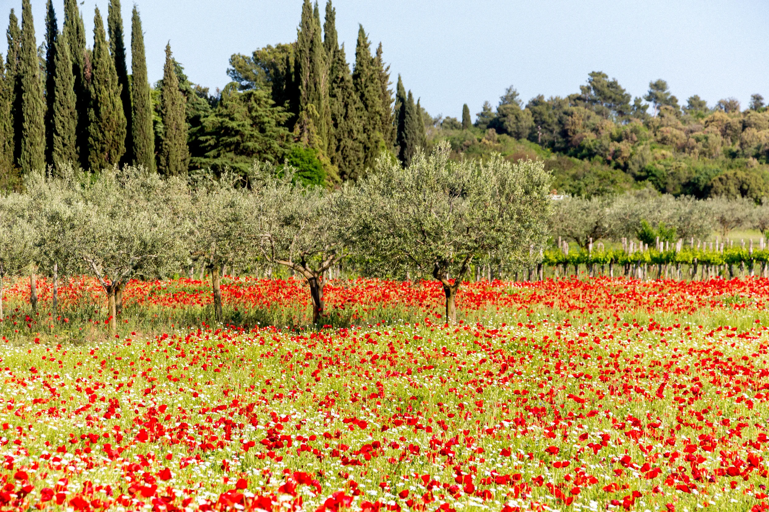 Poppy fields near Rovinj, Istria