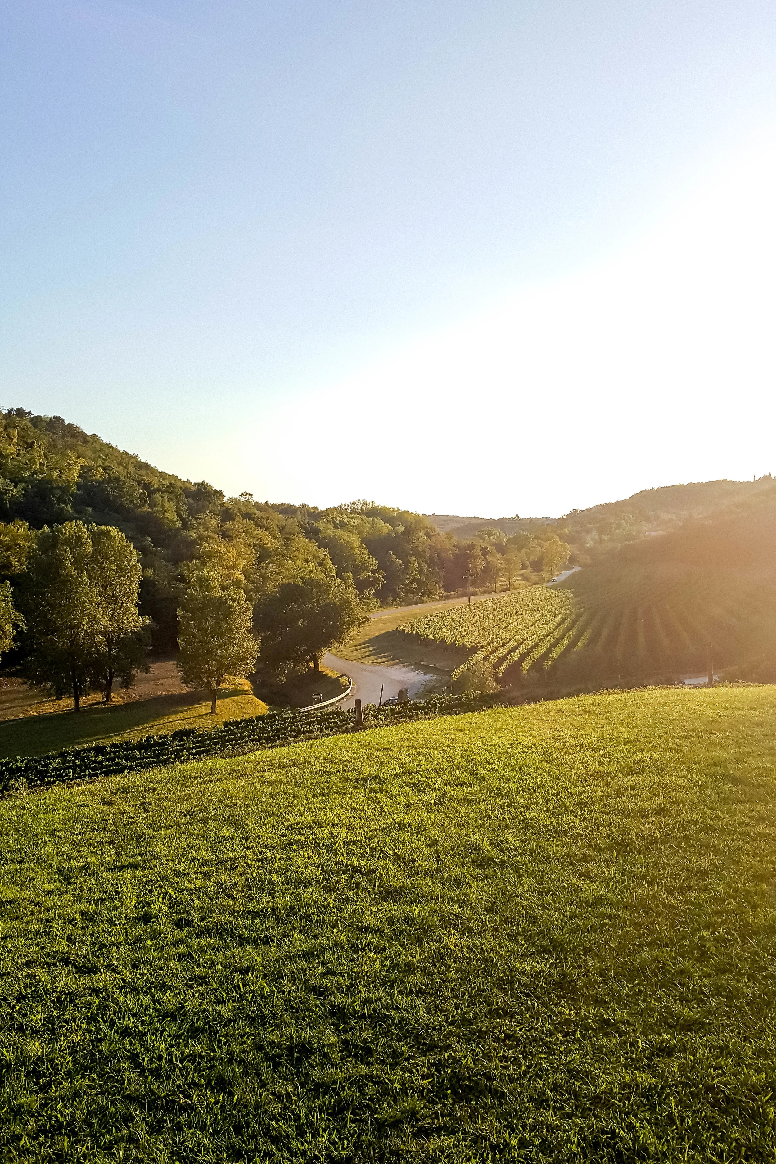 Vineyards below the town of Momjan, Istria