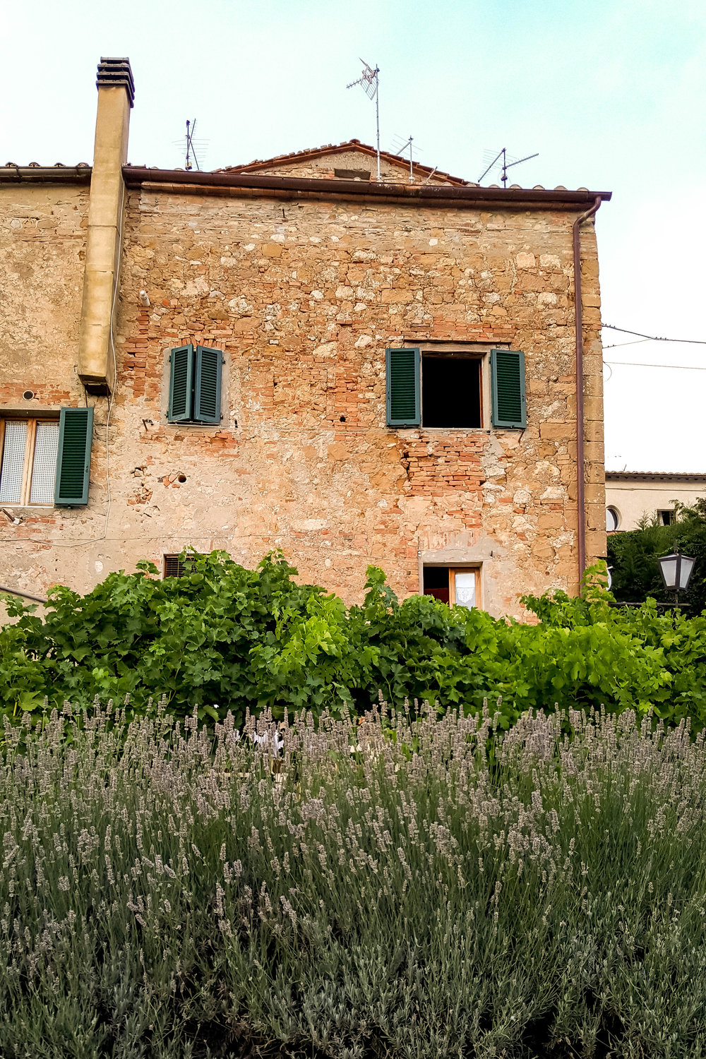 Lavender garden in Pienza, Tuscany