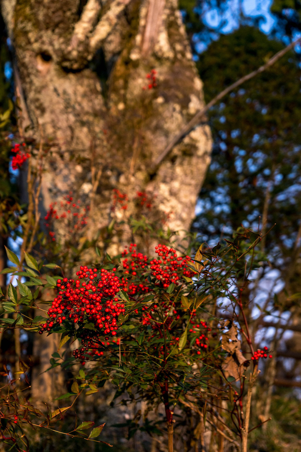 Kitayama park, Hida Takayama