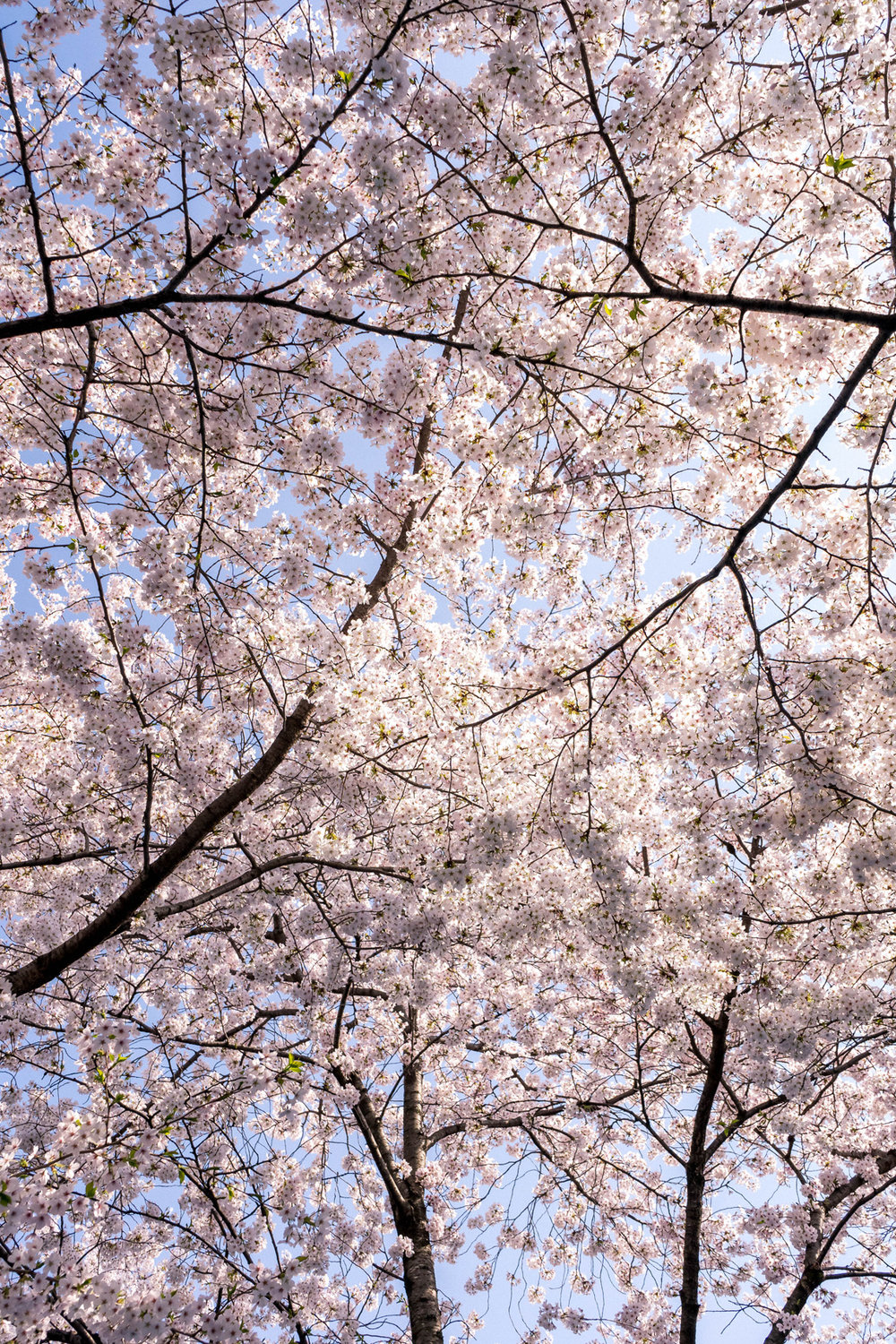 Sakura in Nagoya