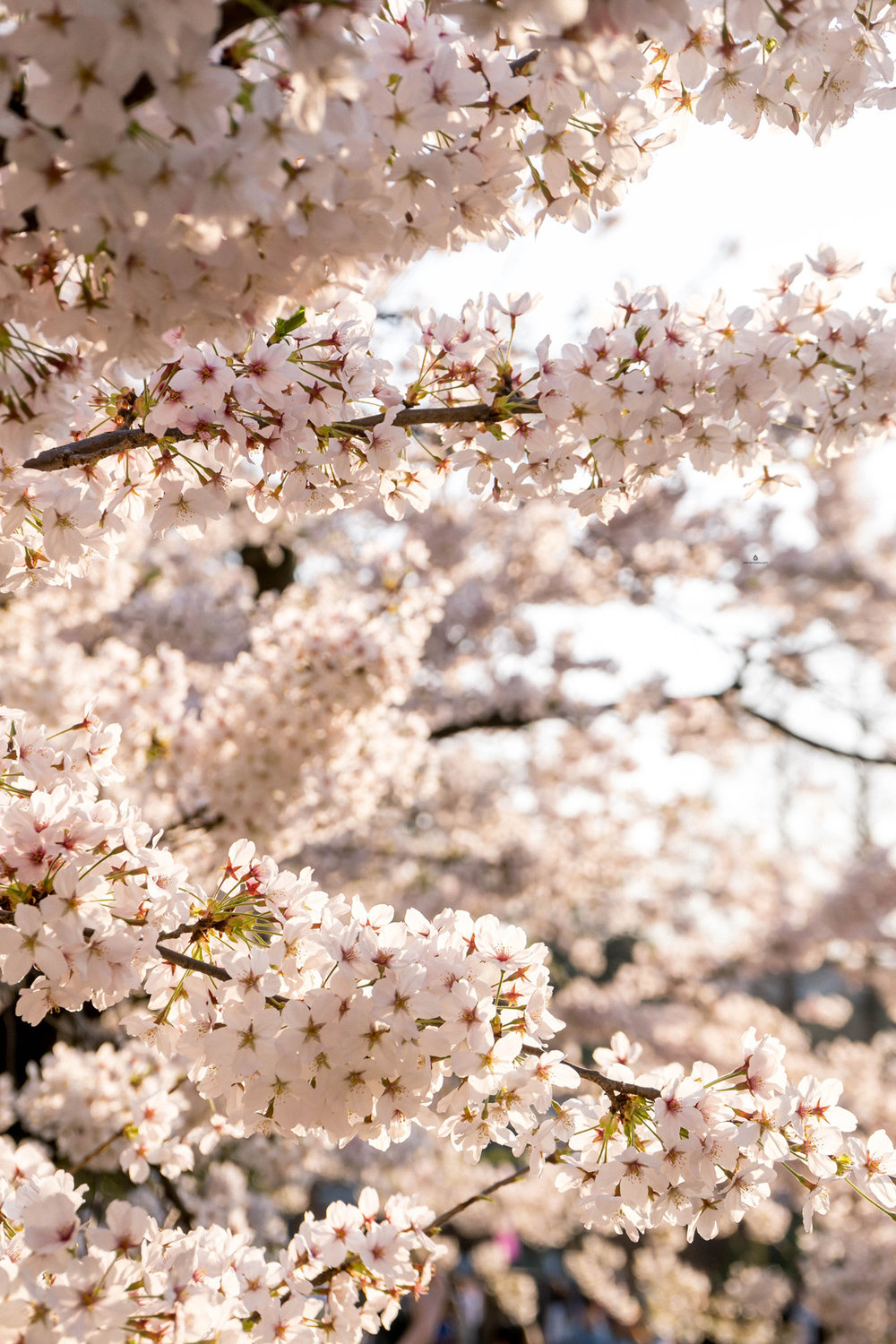 Cherry blossoms in Tsurumai park, Nagoya