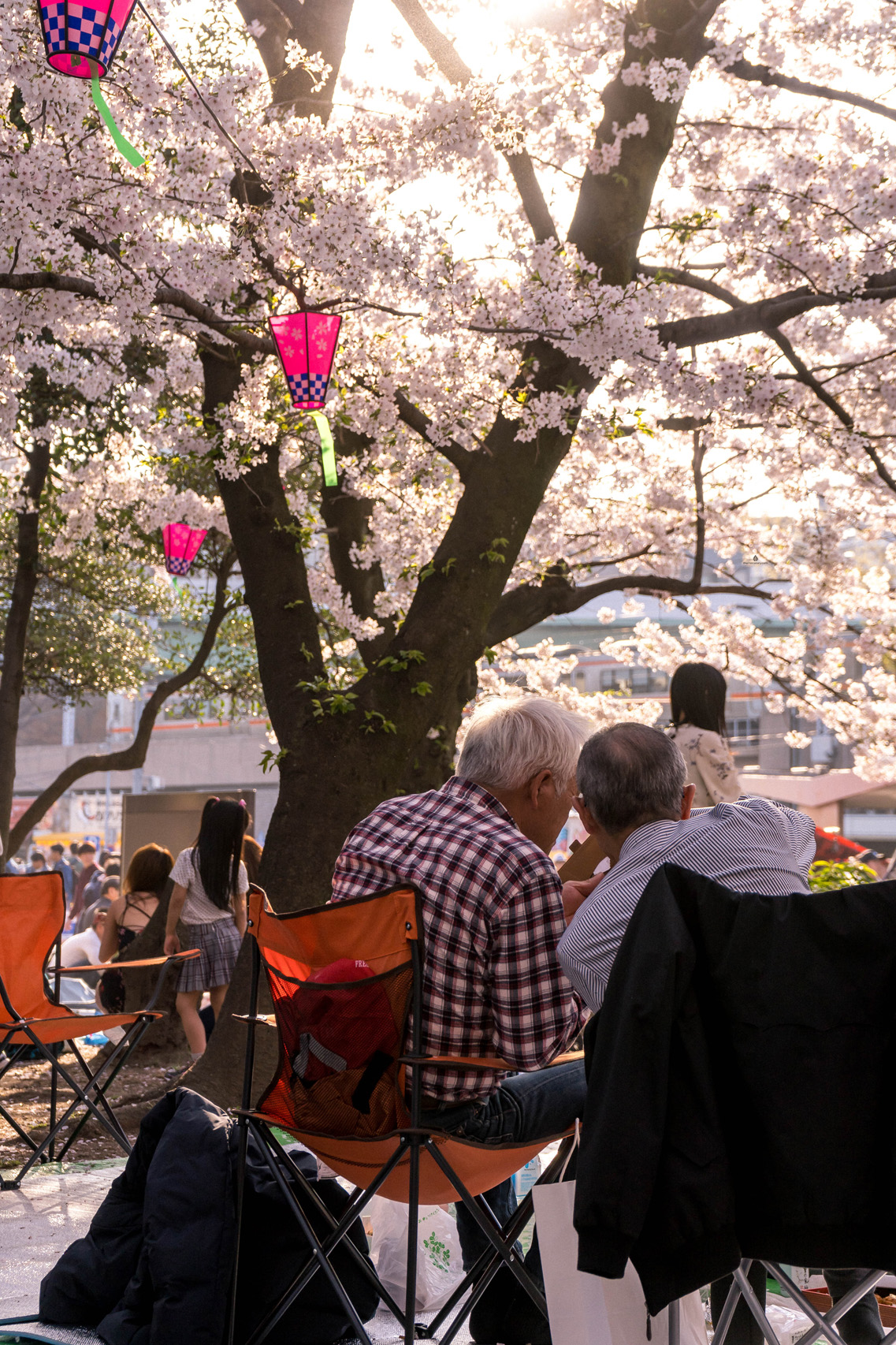 Enjoying the cherry blossoms in Tsurumai park, Nagoya