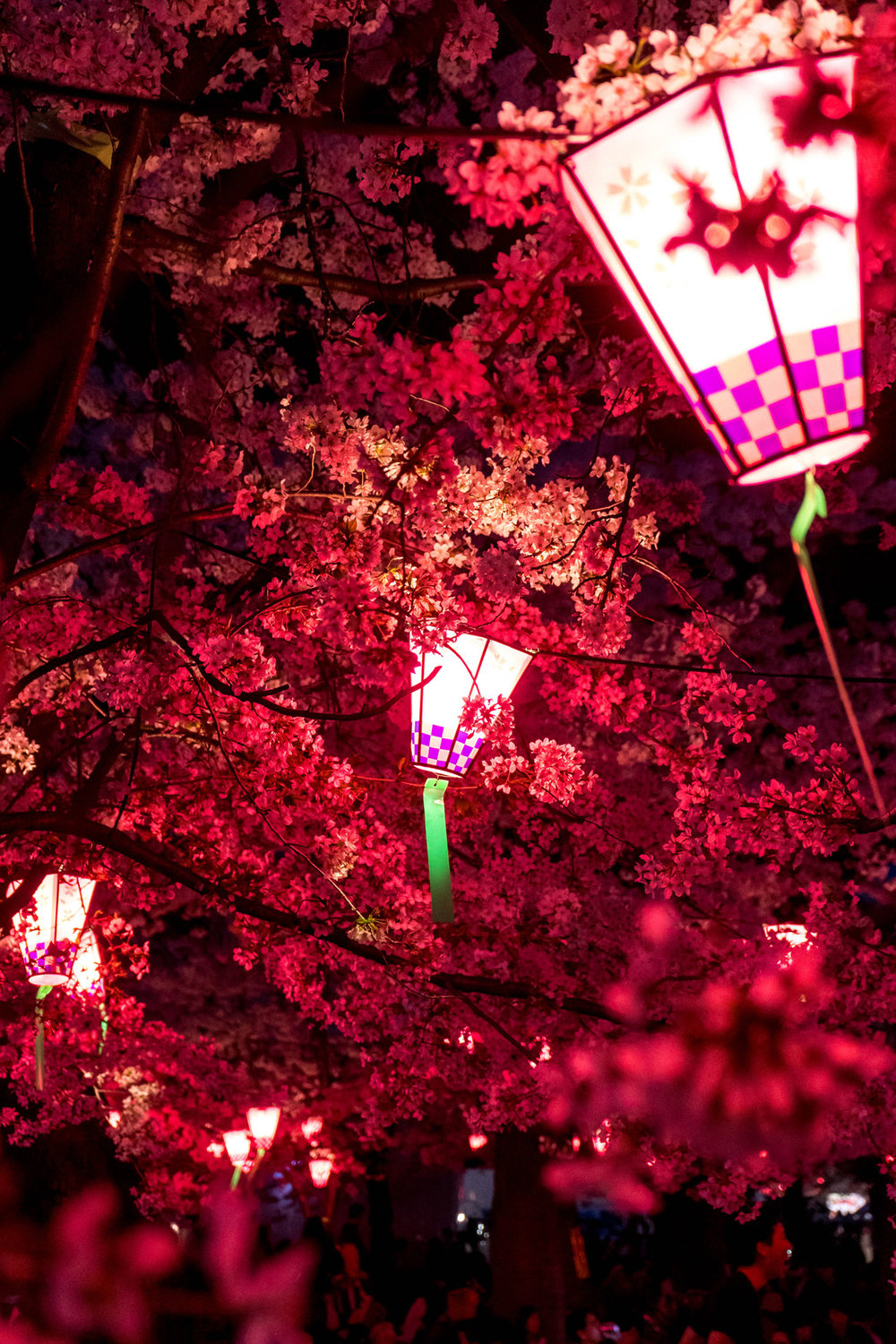 Lanterns and cherry blossoms in Tsurumai park, Nagoya