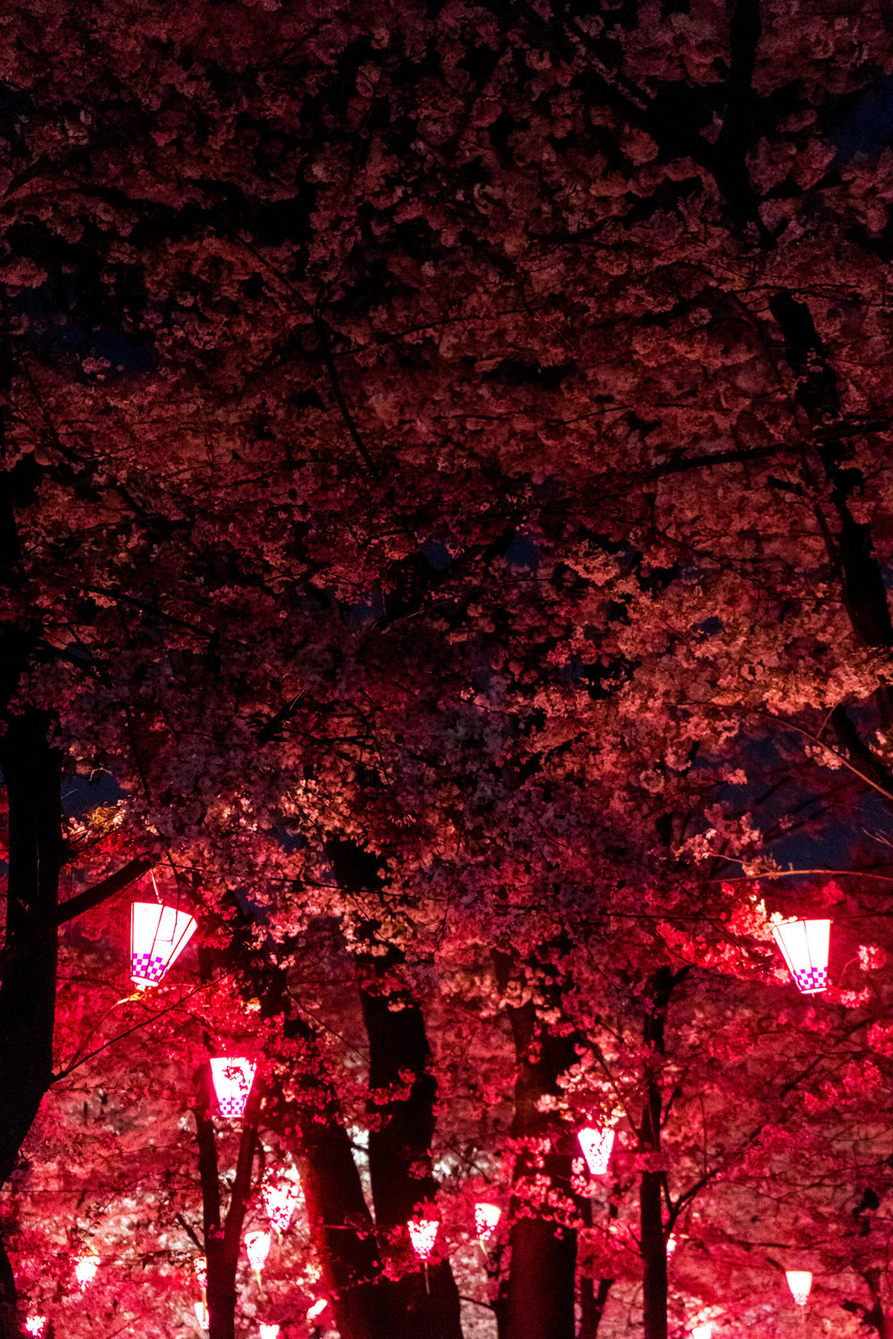 Hanami festival by night, Tsurumai park, Nagoya