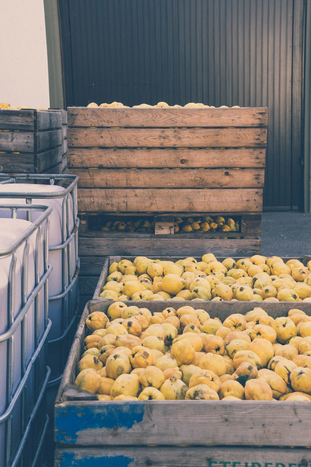 Quinces waiting for the fermentation at Schladerer distillery, Staufen