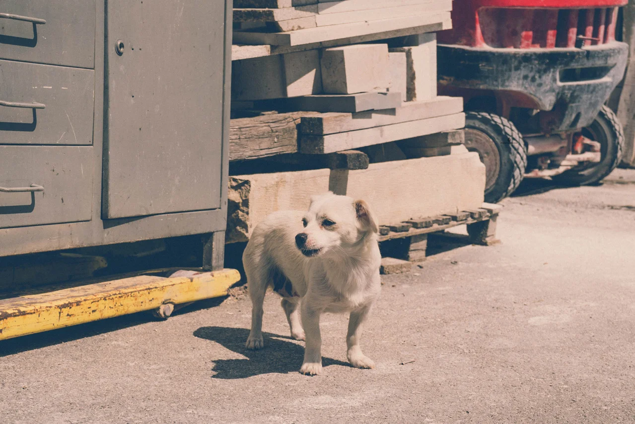 Cute dog in Roc, Istria