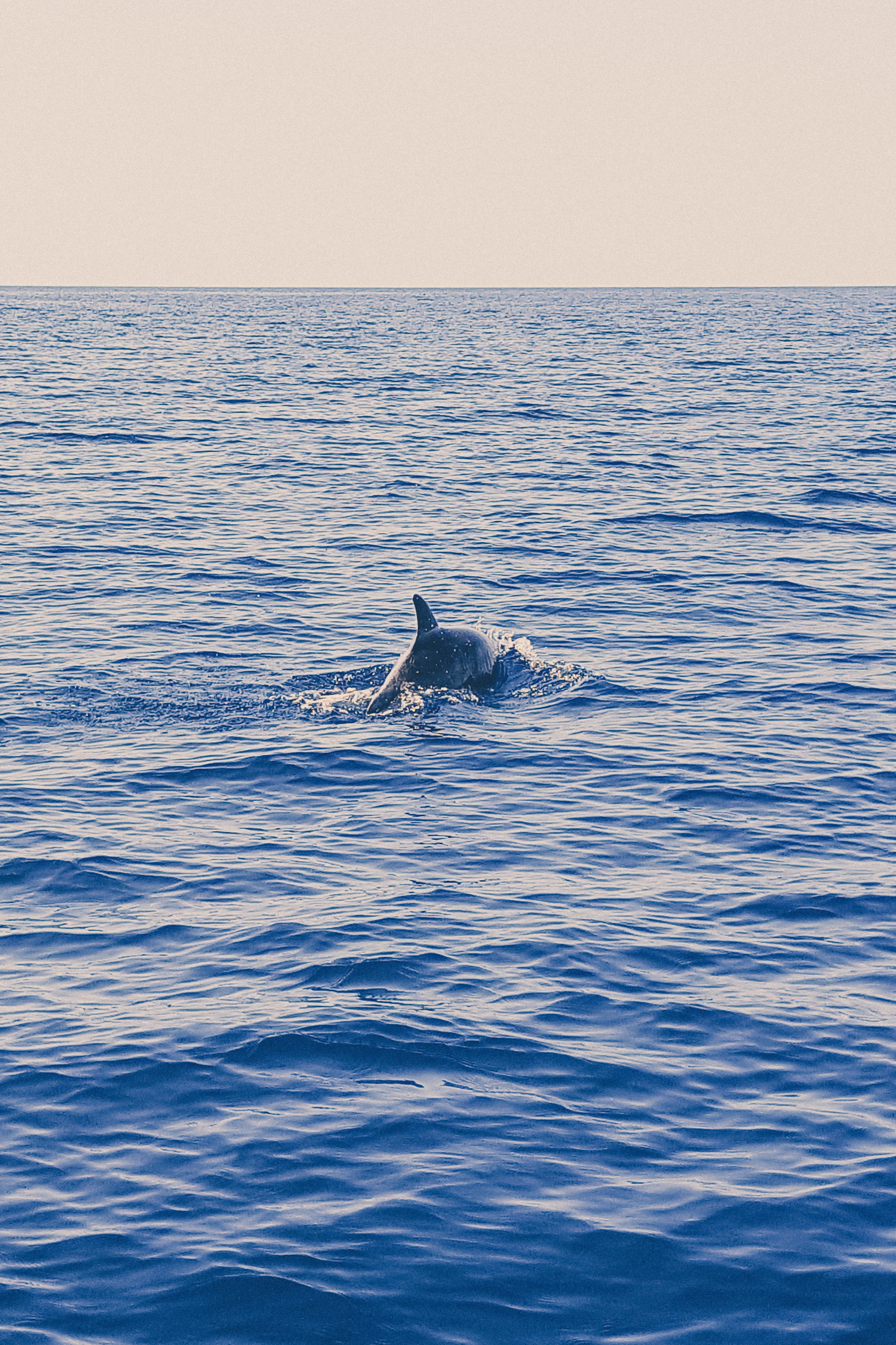 Dolphins near Cape Kamenjak, Istria