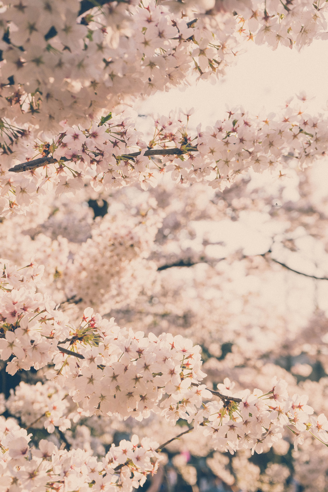 Cherry blossoms in Tsurumai Park, Nagoya