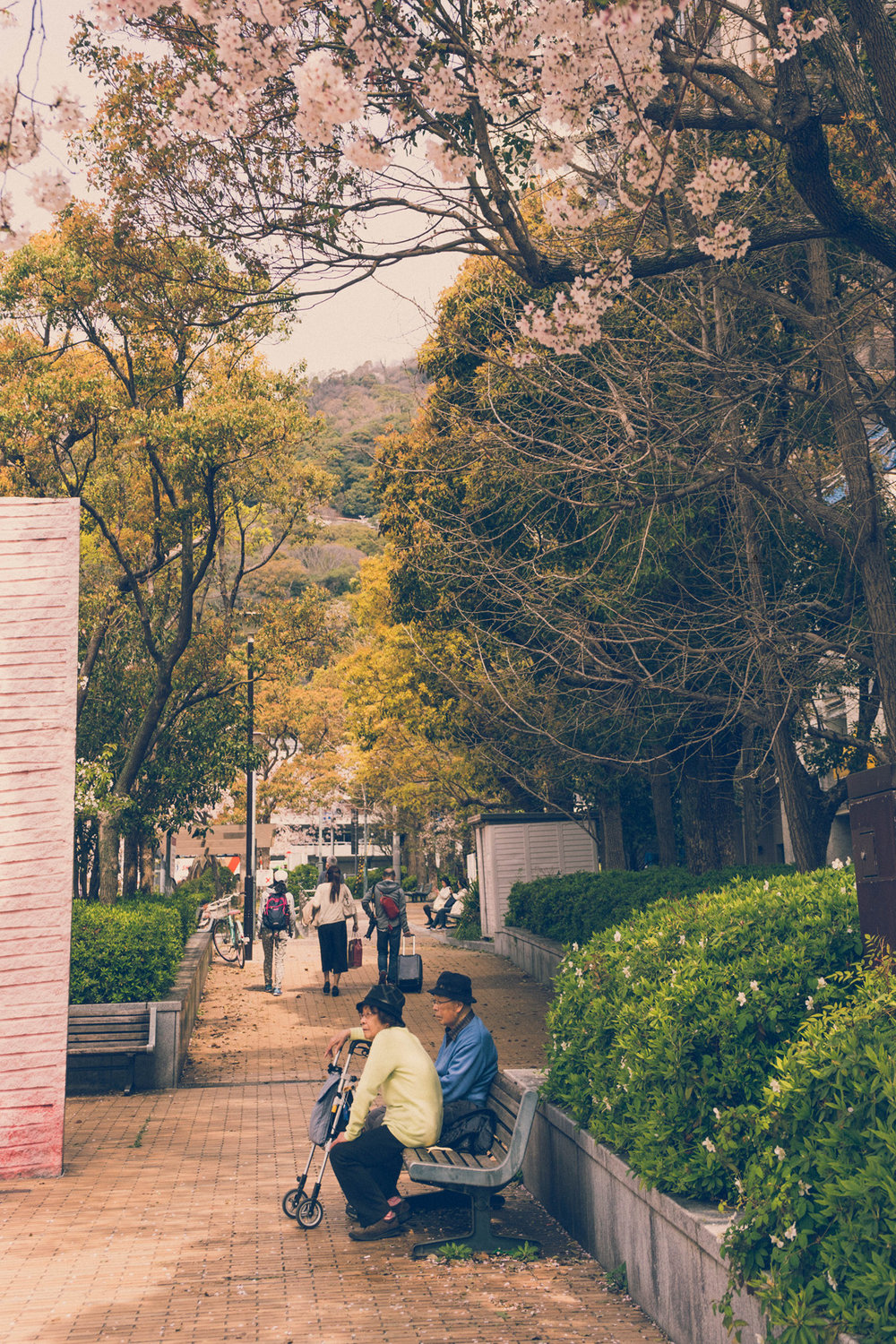 Cherry blossom time in Kobe