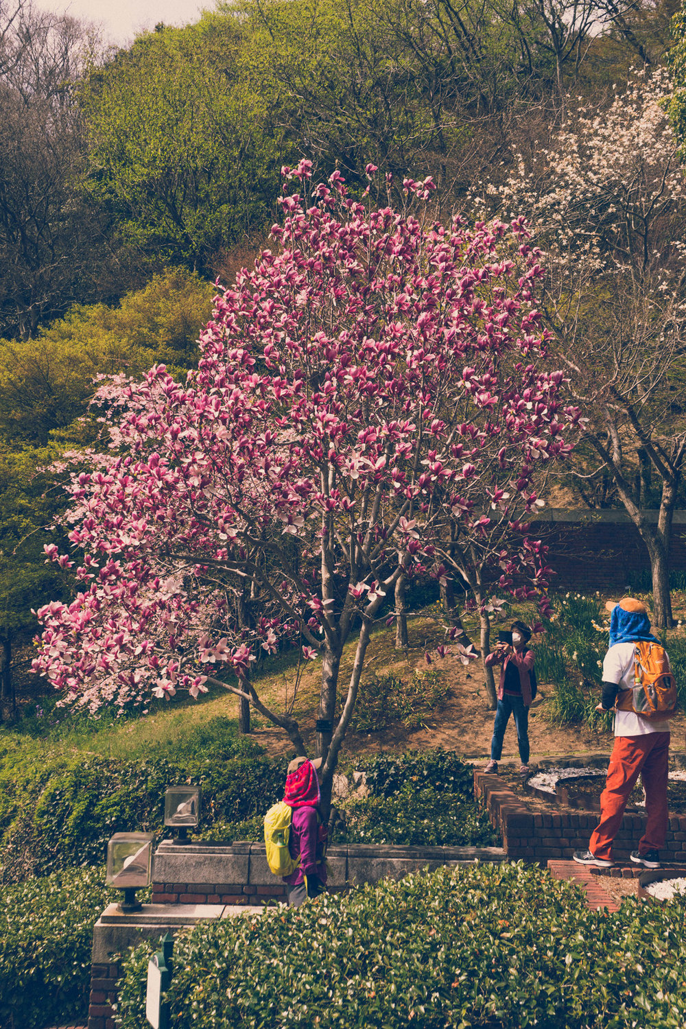 Magnolia blossom in Nunobiki Herb Garden, Kobe