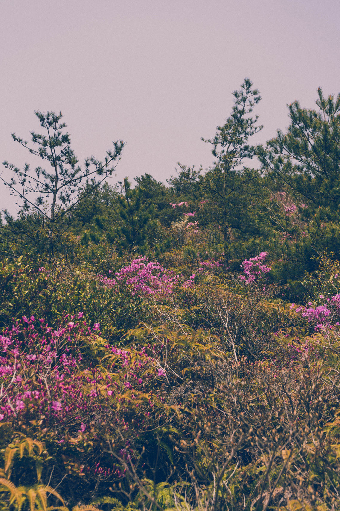 Flowery roadside on Naoshima island