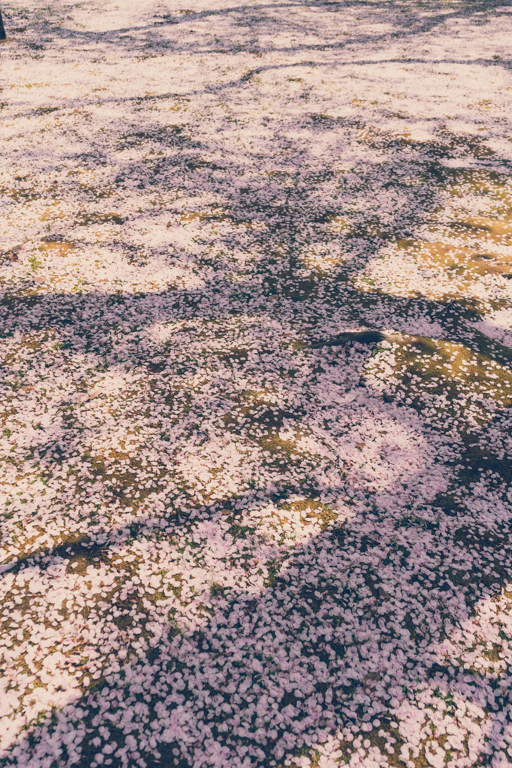 Cherry blossom petals in Korakuen garden, Okayama