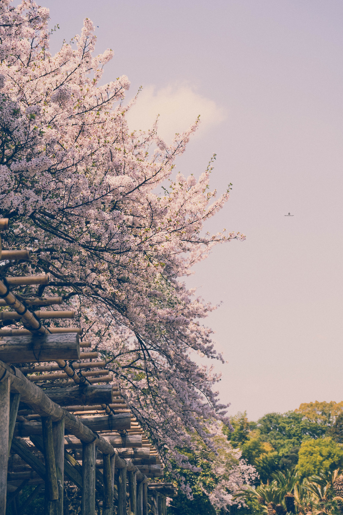 Cherry blossoms in Korakuen garden, Okayama