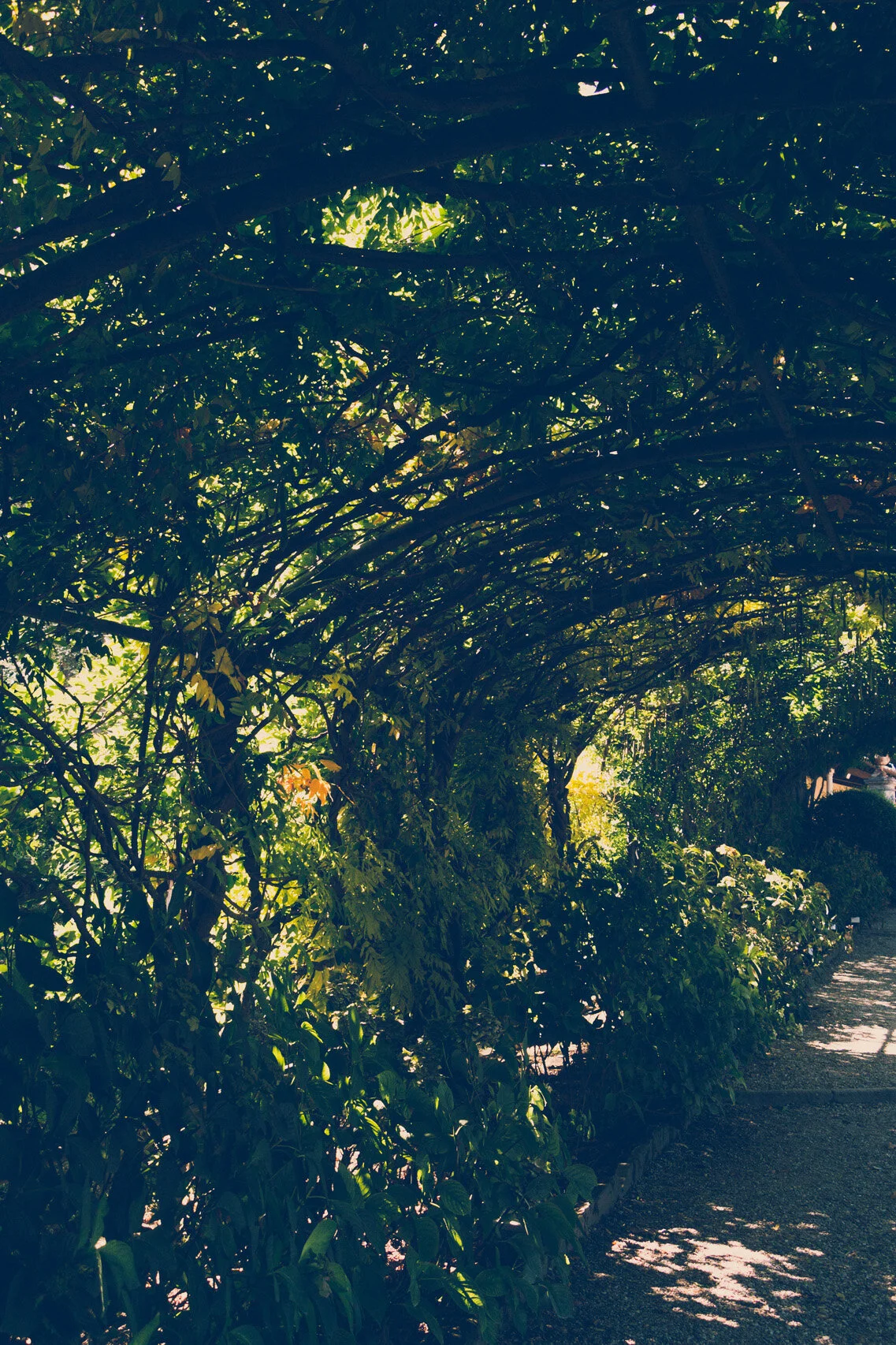 Giardino Bardini, wisteria tunnel