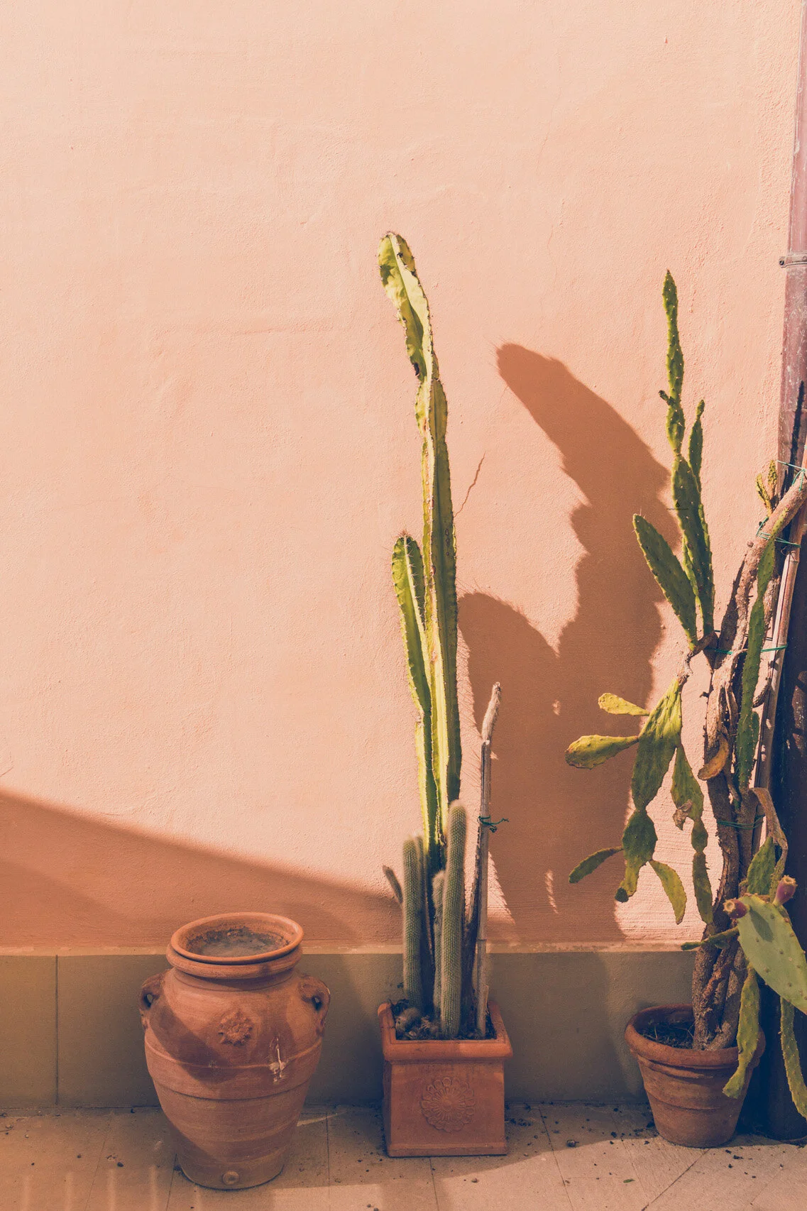 Cacti in Giardino Bardini