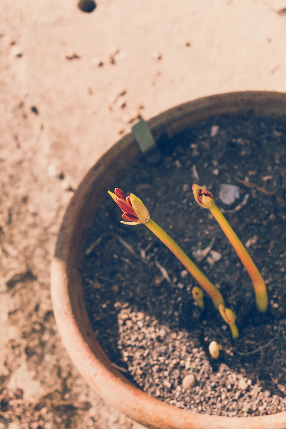 Sprouts in Boboli Gardens