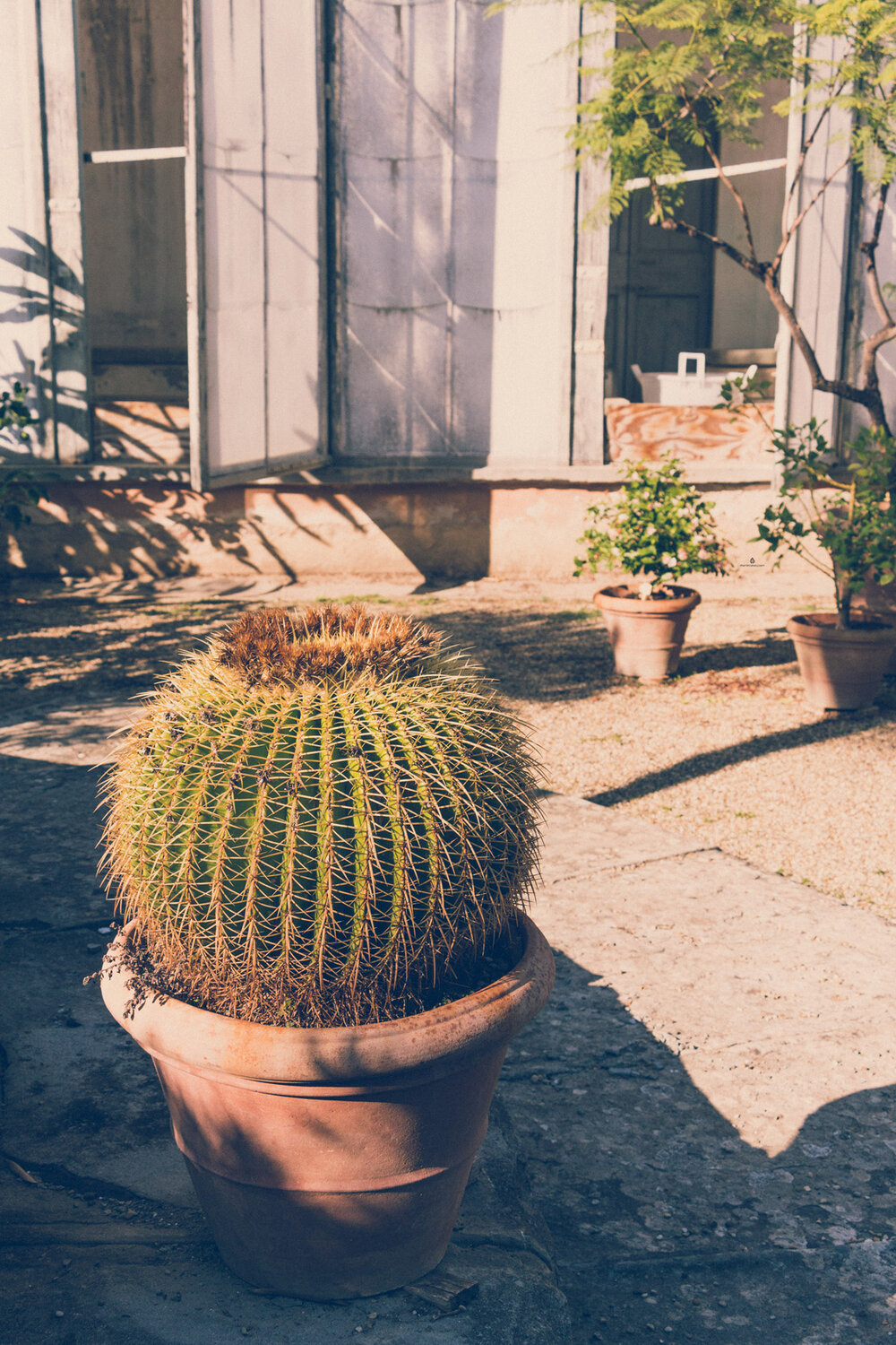 Cacti in Boboli Gardens