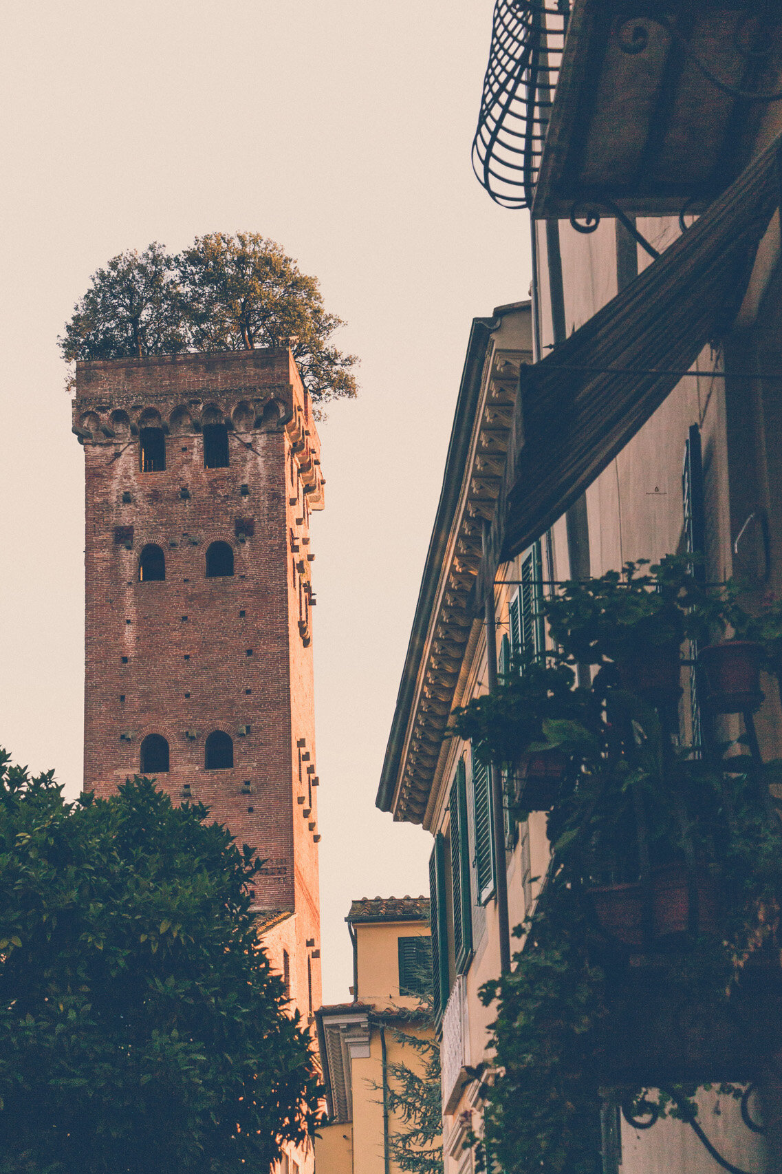 Torre Guinigi with oak trees on top, Lucca