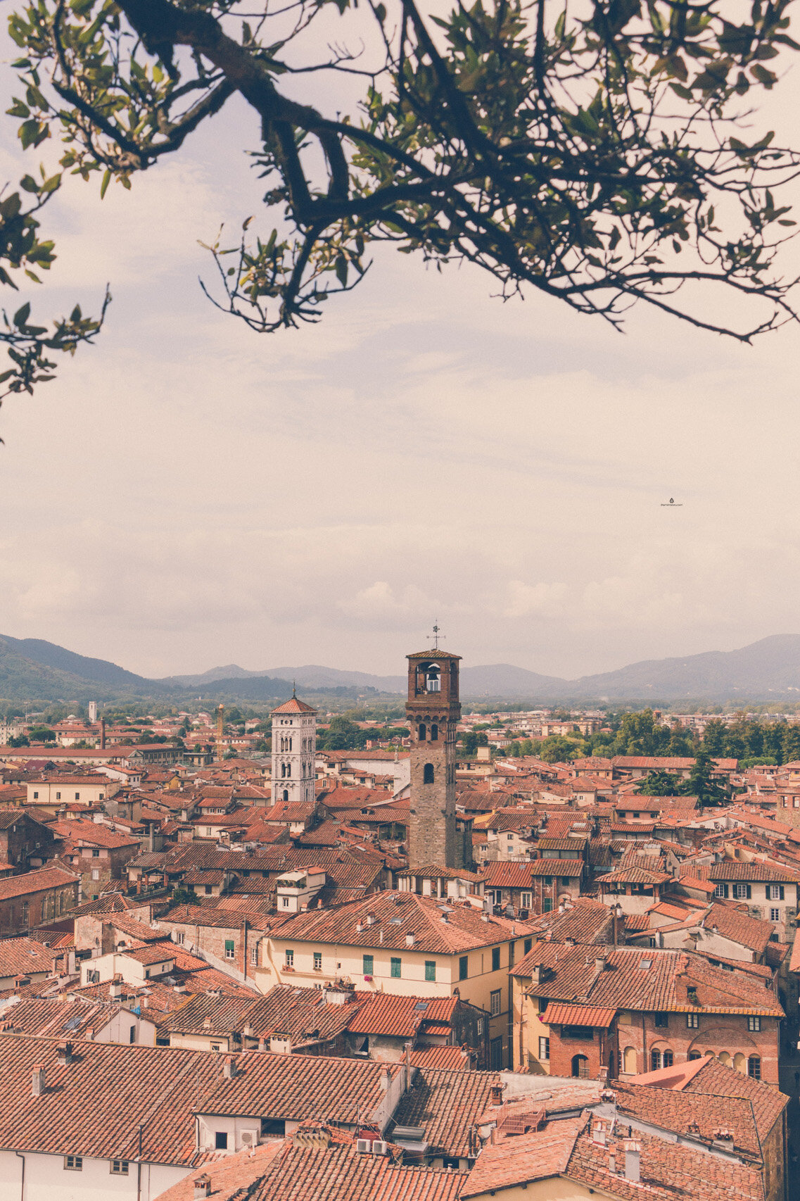 The view of Lucca from Guinigi tower