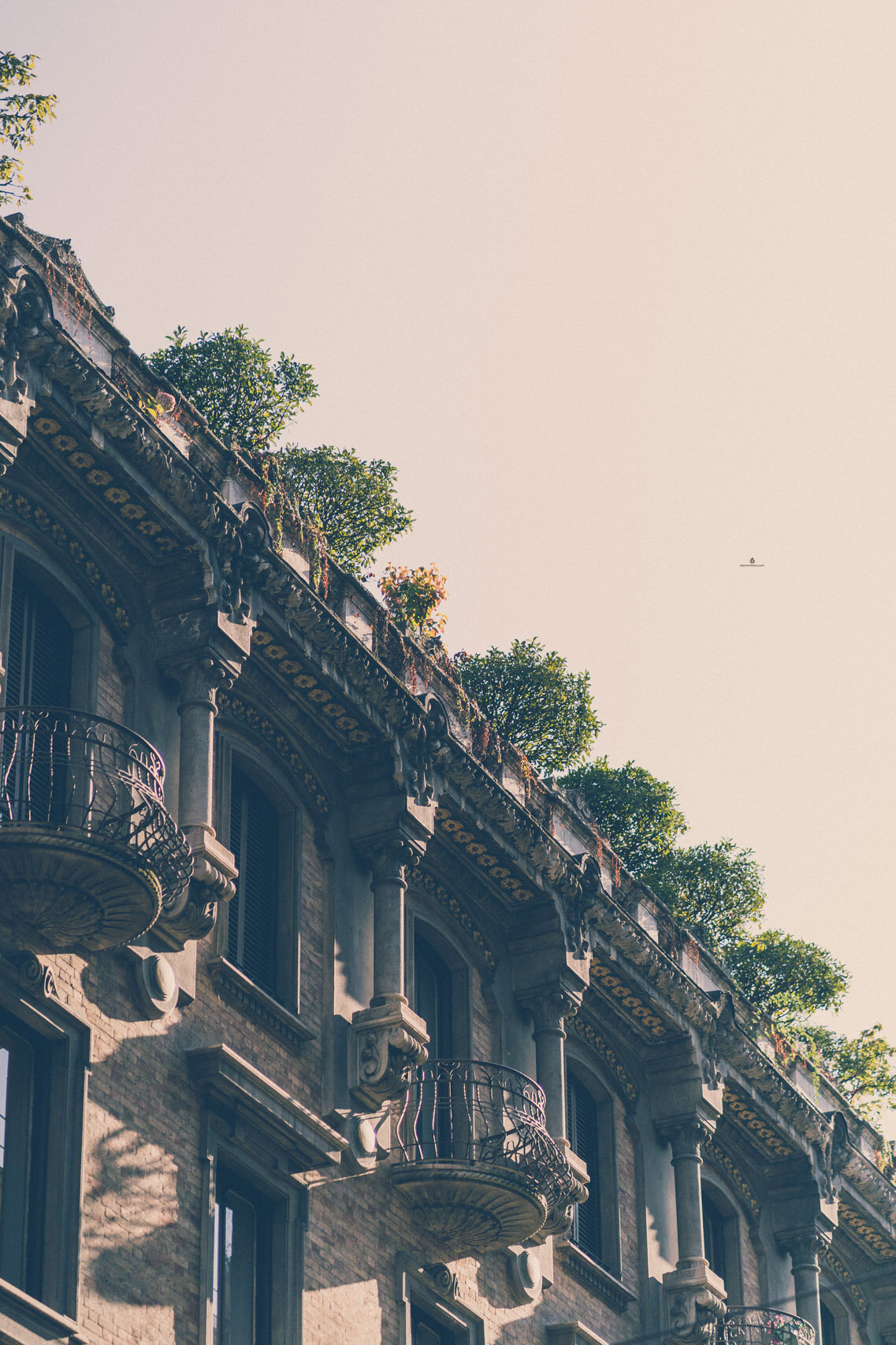 Leafy buildings in Turin