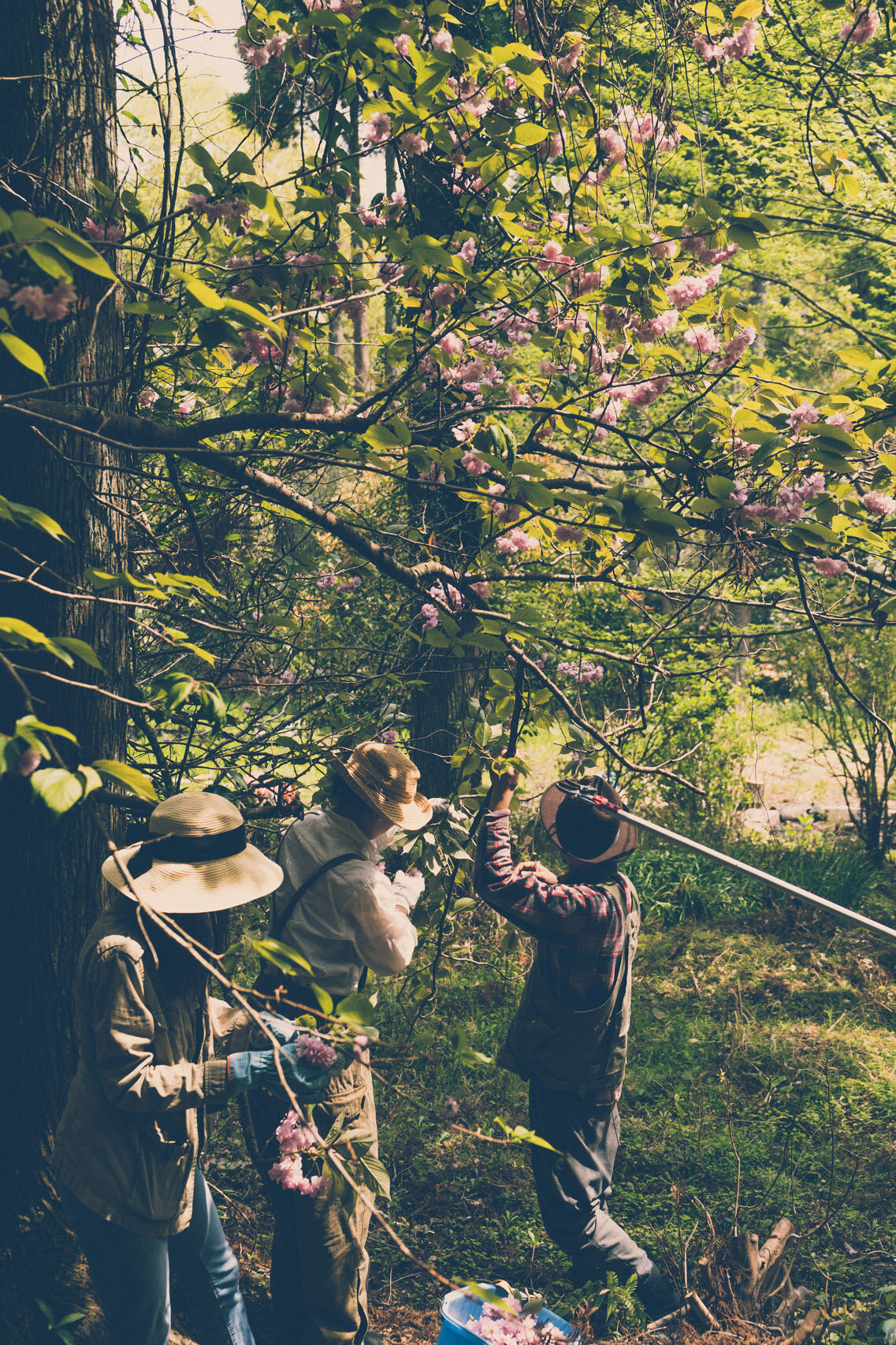 Picking blossoms at Naeme